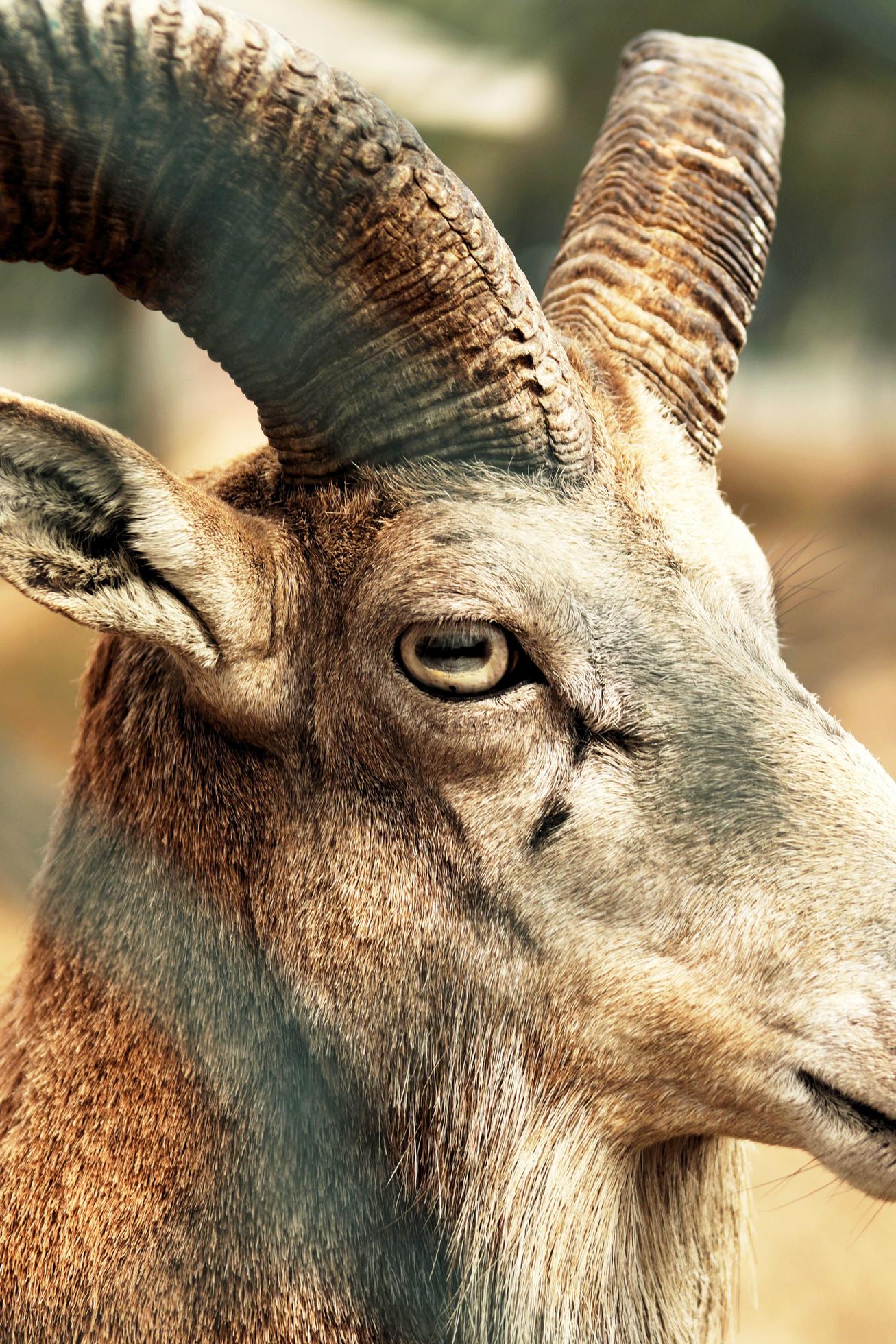 The old goat and its two horns are very beautiful 23203941 Stock Photo at  Vecteezy