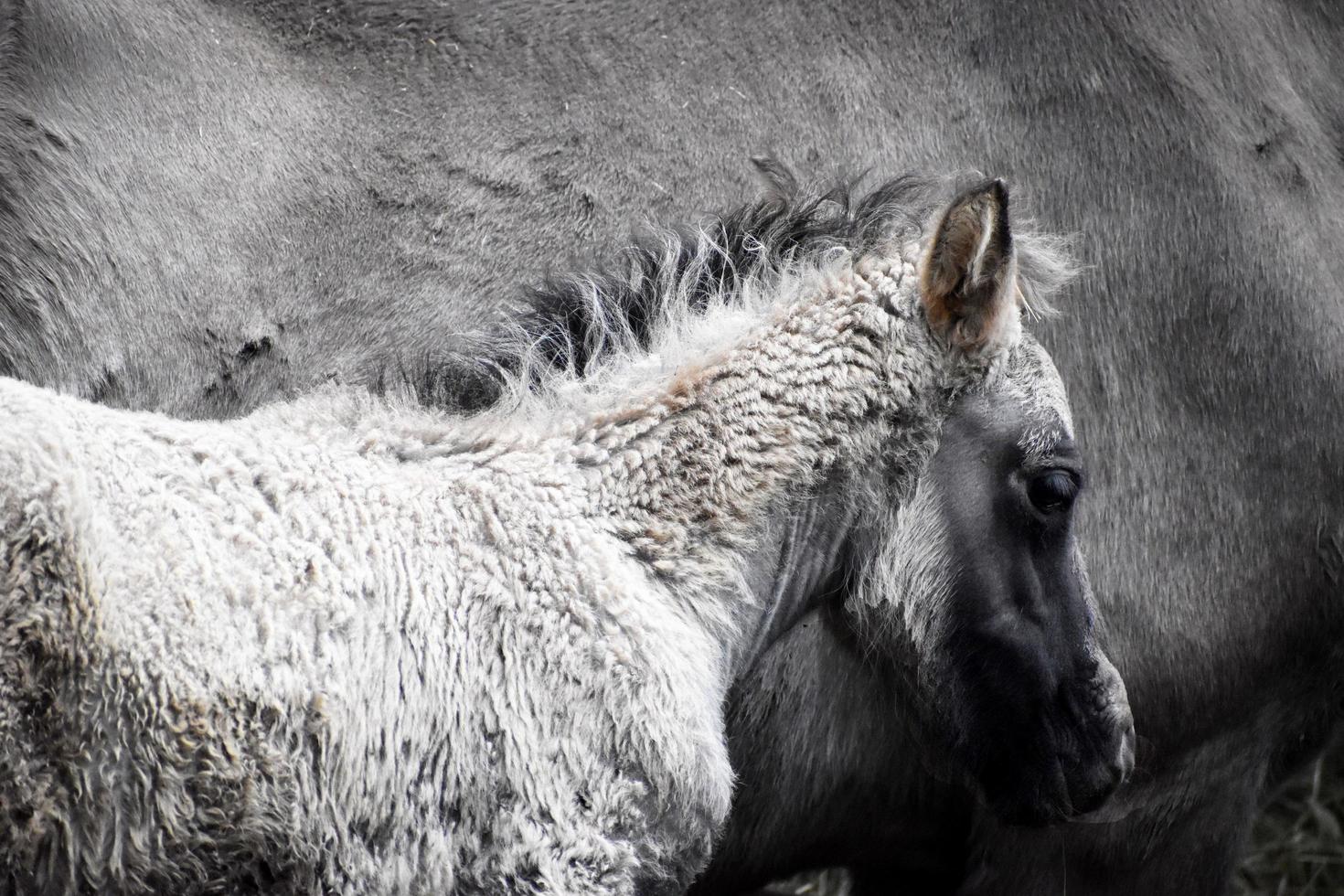 The donkey is standing in a mountain cave in sorrow photo