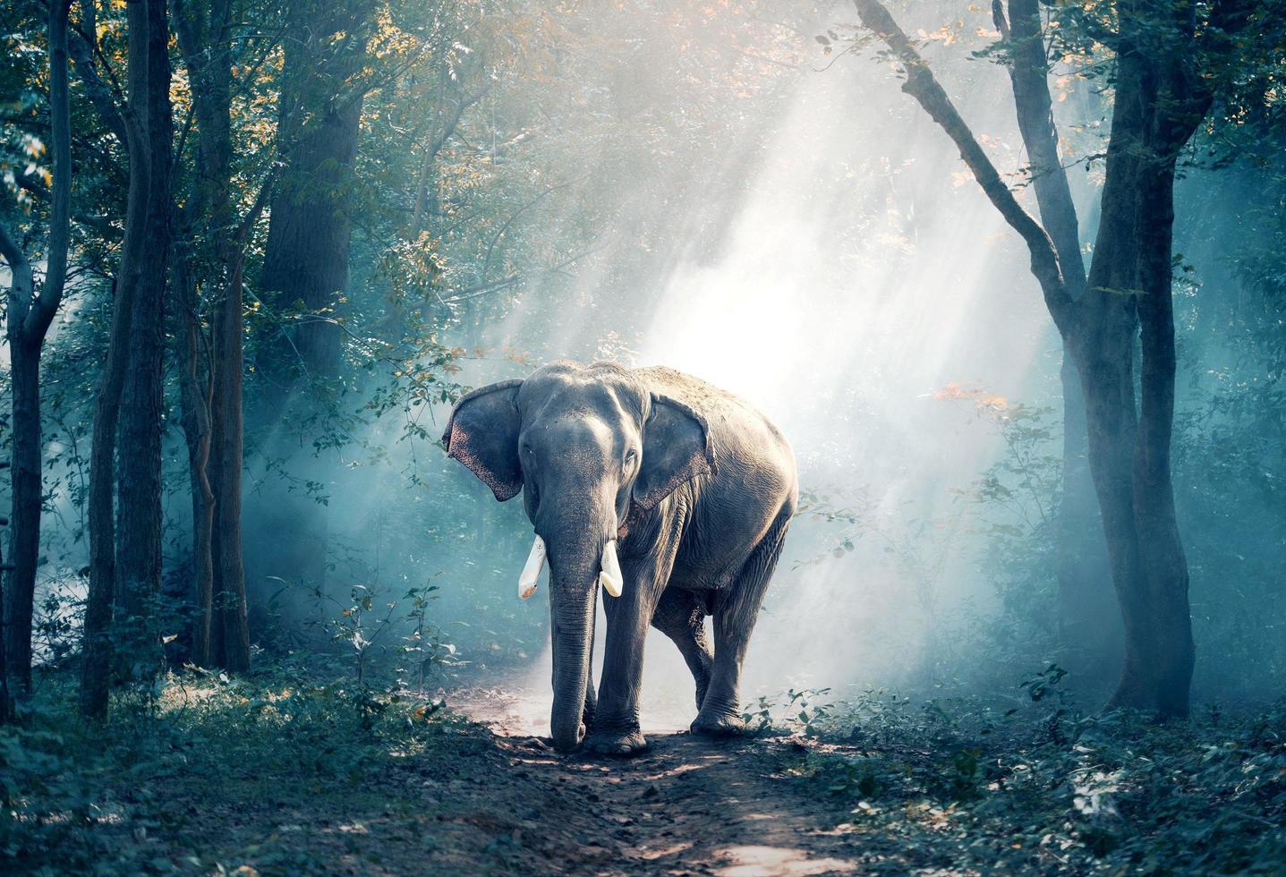 The forest is very beautiful, this elephant roams alone photo