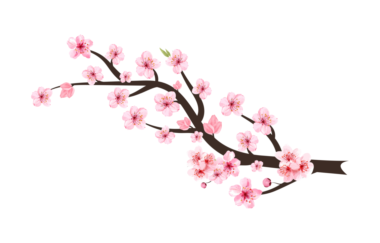 Cereza florecer rama con sakura flor png. sakura flor rama png. Cereza rama con rosado sakura realista acuarela Cereza flor png. japonés Cereza florecer png. png