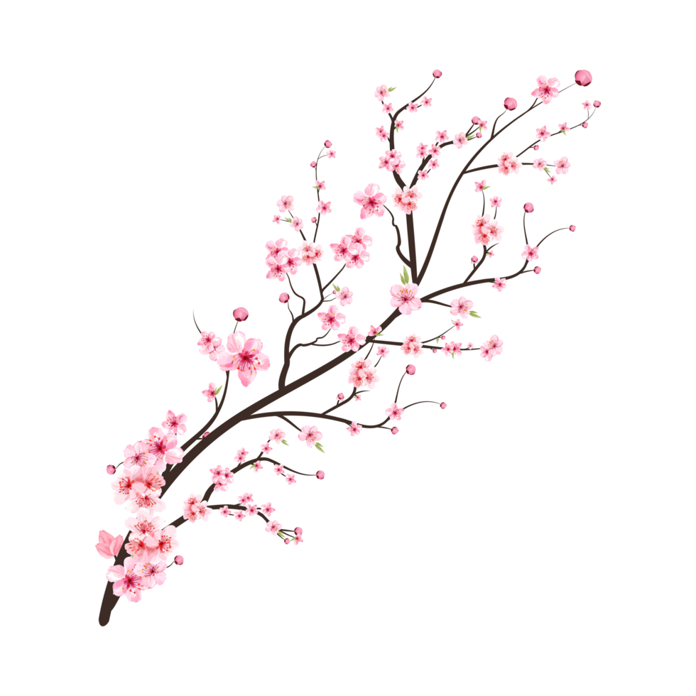 Cherry blossom branch with pink Sakura flower PNG. Realistic Cherry blossom branch. Japanese Cherry blossom PNG. Pink watercolor cherry flower png. Sakura flower branch PNG. png