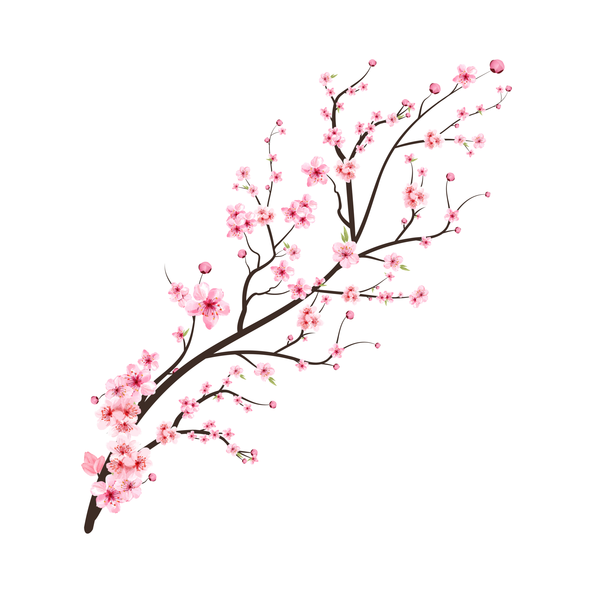 Cherry blossom branch with pink Sakura flower PNG. Realistic Cherry