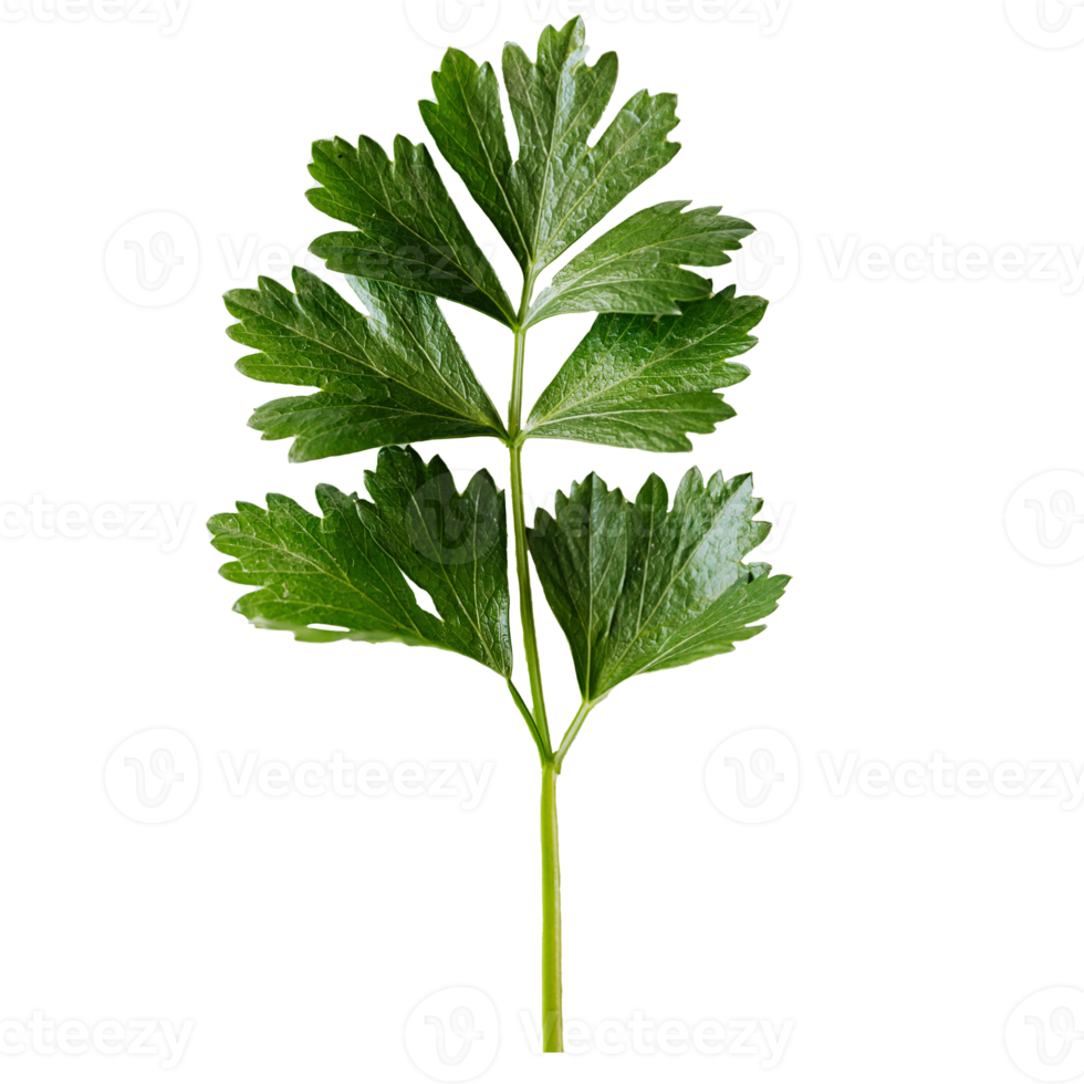 Green parsley branch. 23205173 PNG