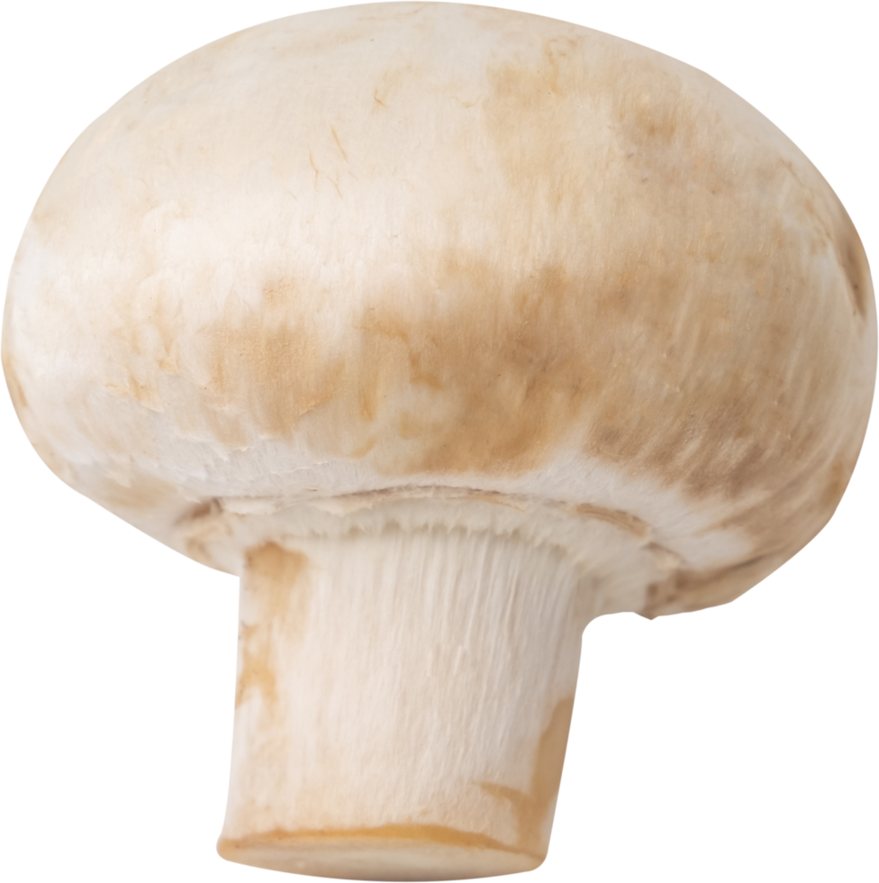 cremini mushroom cut out on transparent background. png