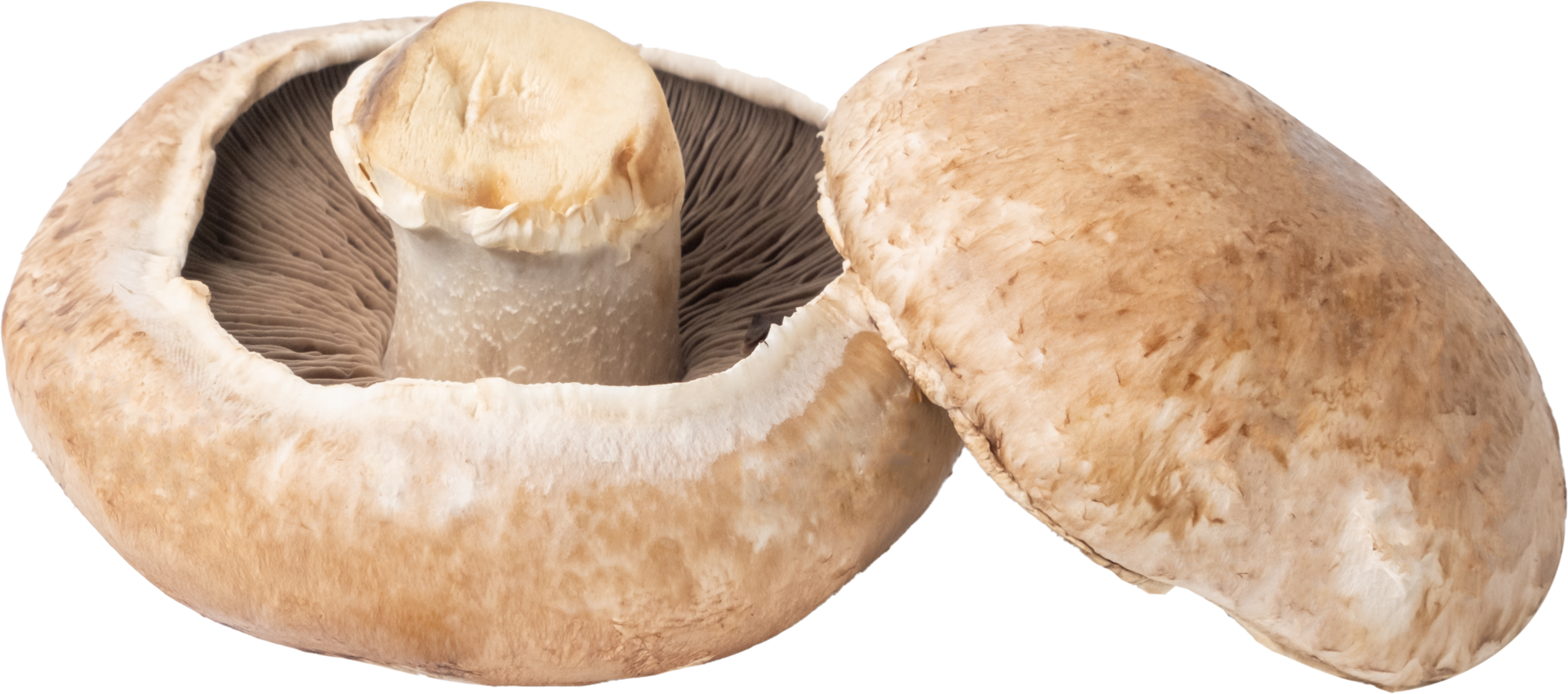 portobello mushroom cut out on transparent background. png
