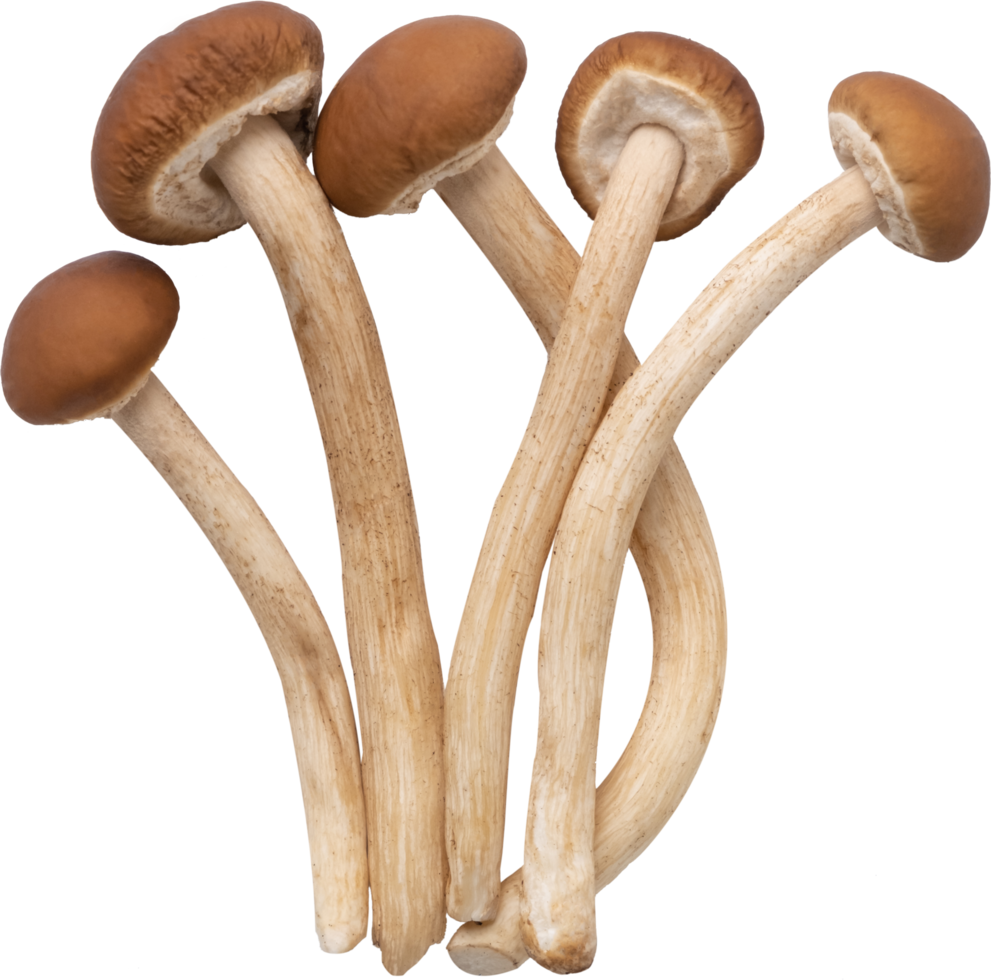 enoki mushroom cut out on transparent background. png