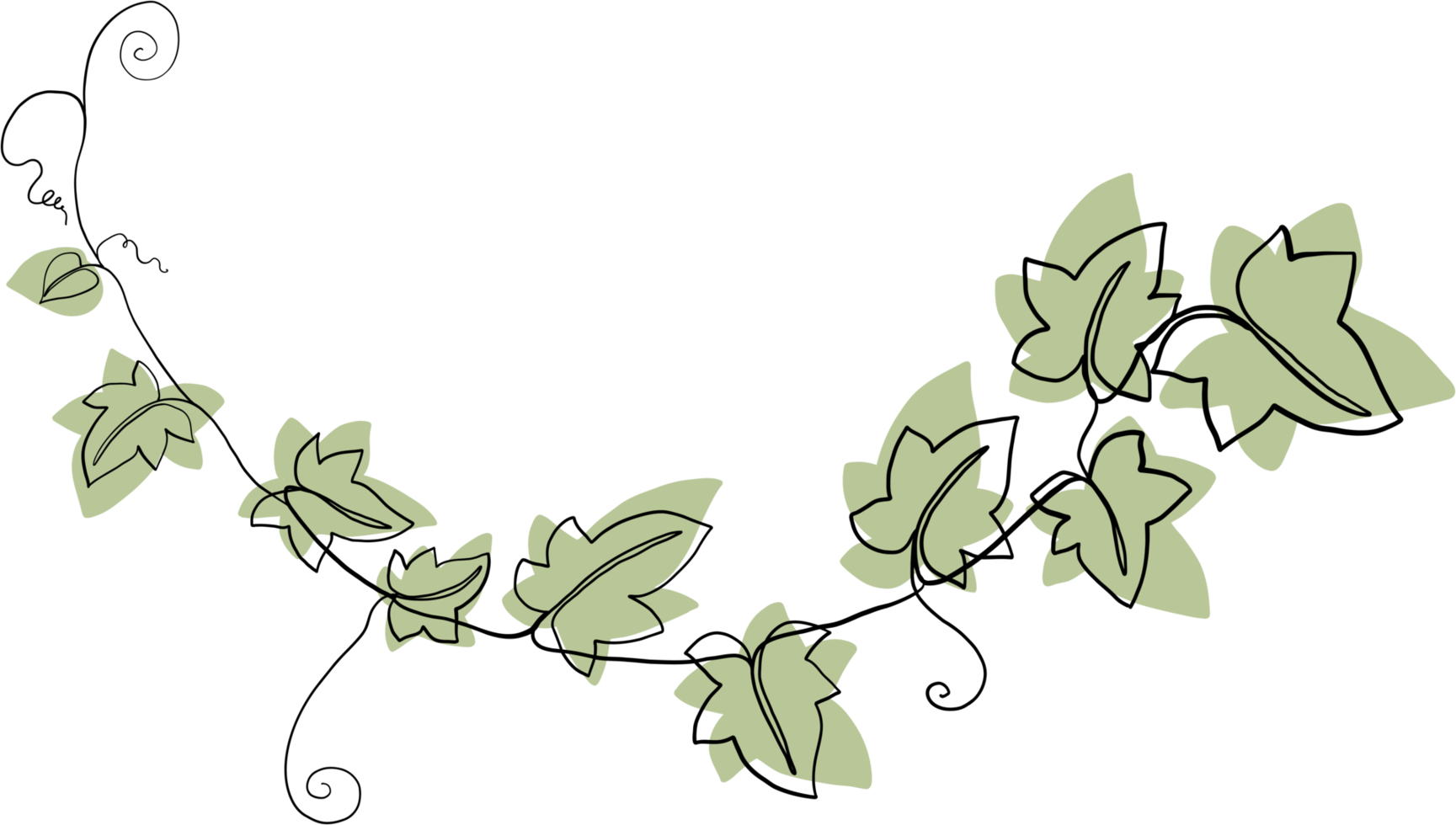 Simplicity ivy freehand drawing png