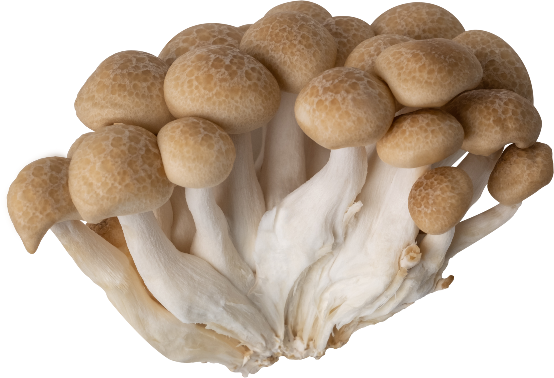 shimeji mushroom cut out on transparent background. 23205309 PNG