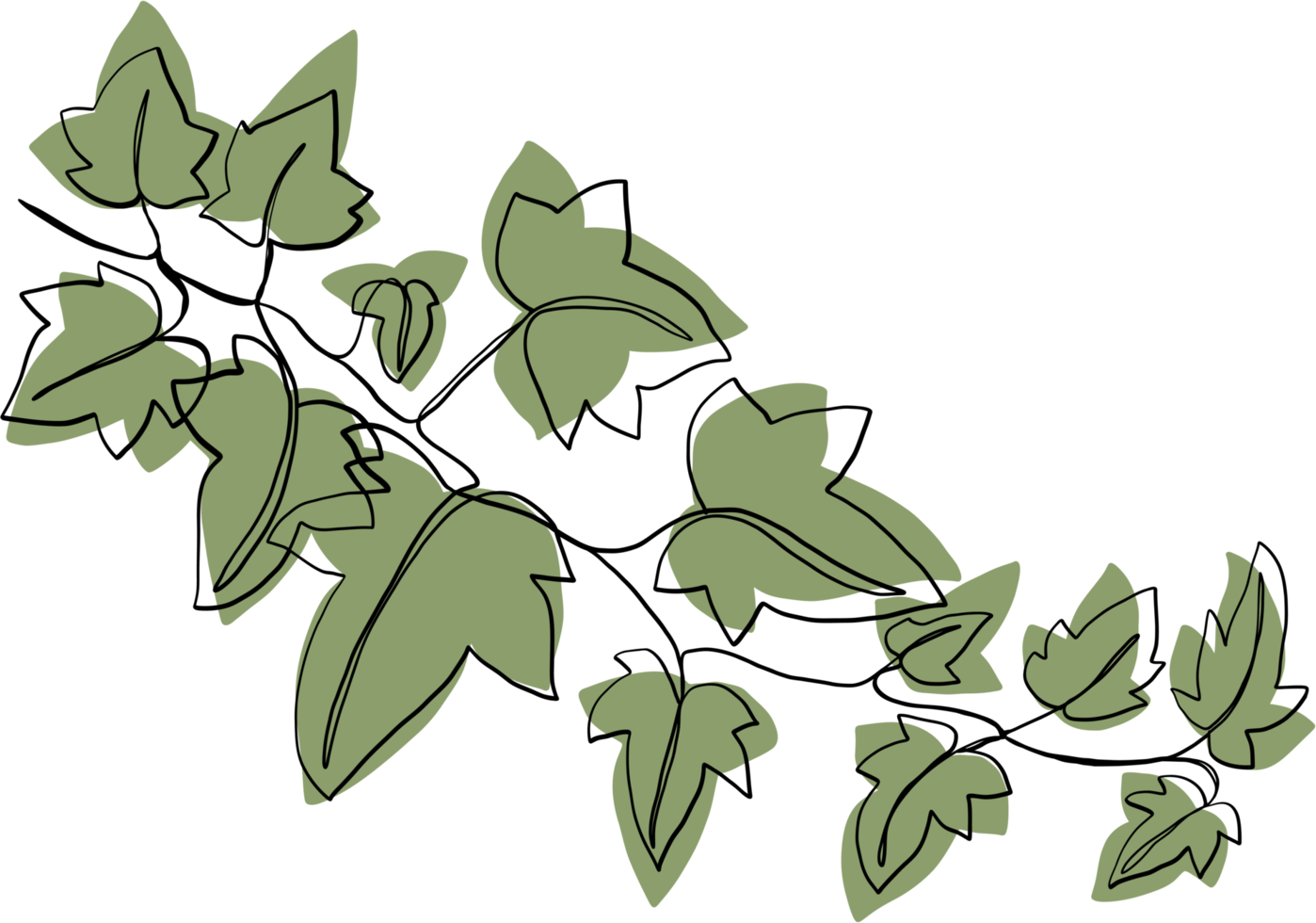 Simplicity ivy freehand drawing png