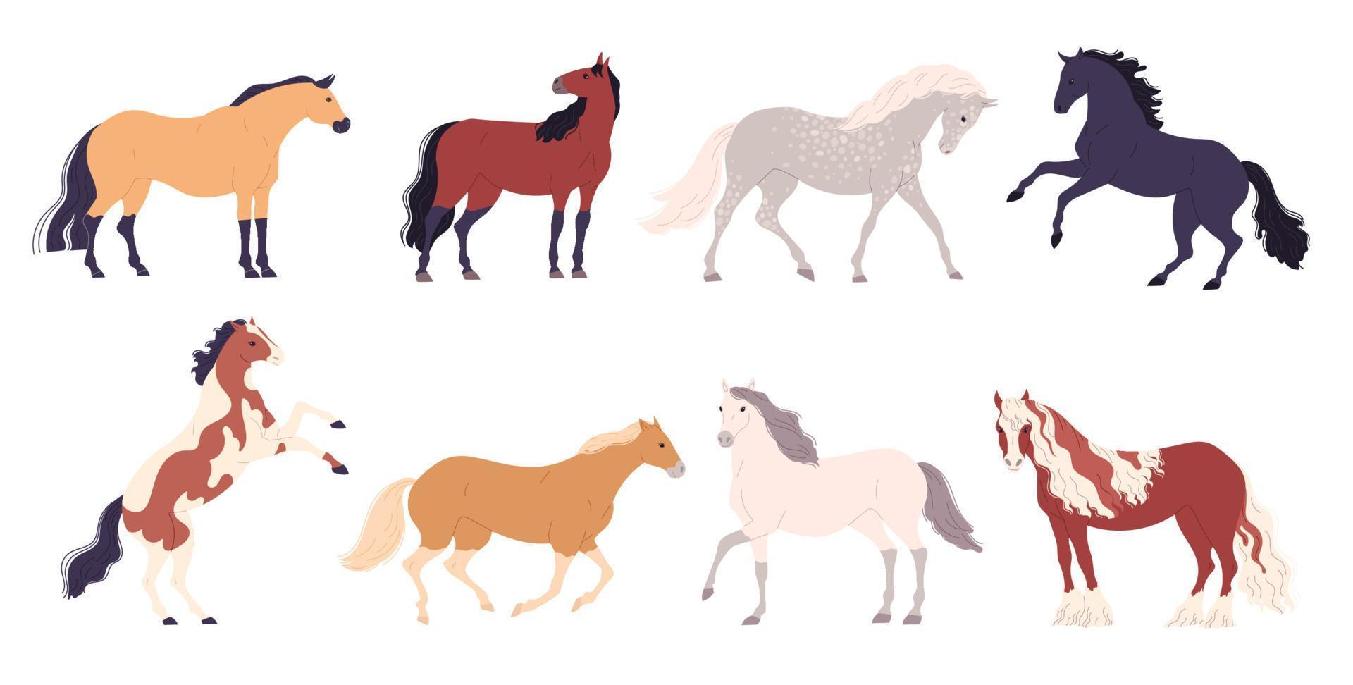 Set of different breeds of horses  illustration vector