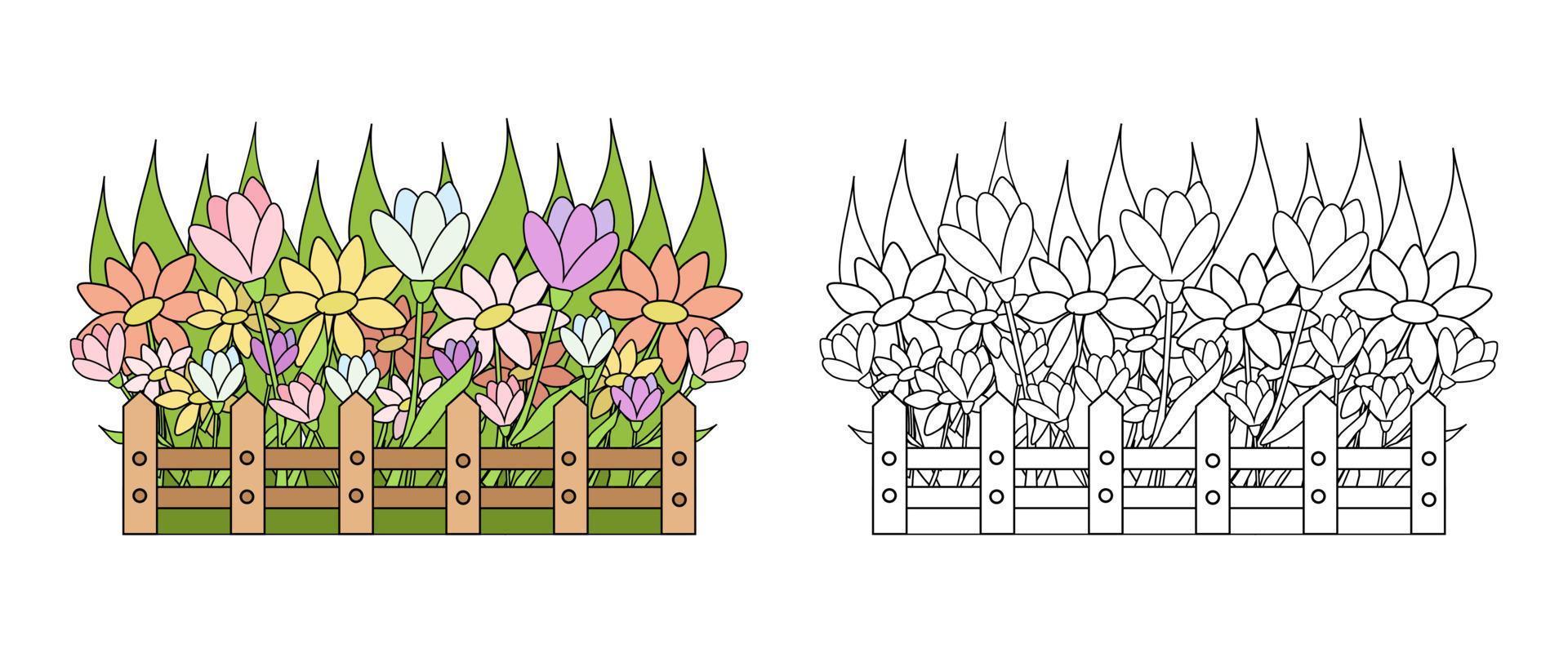 Vector illustration of spring flowers in the front garden. An outline black and white drawing and a color version for an example