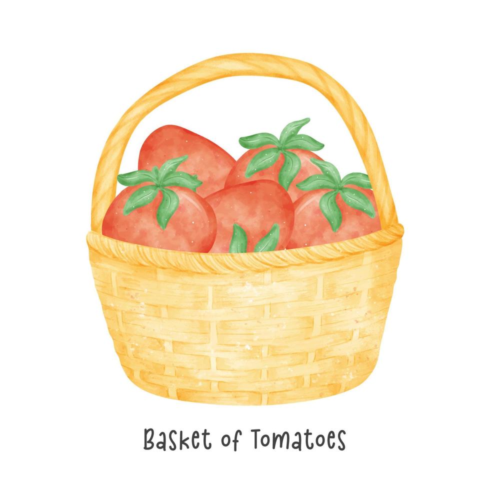 group of red tomatoes vegetables watercolour in wooden vintage wicker basket vector cartoon hand painted illustration isolated on white background.