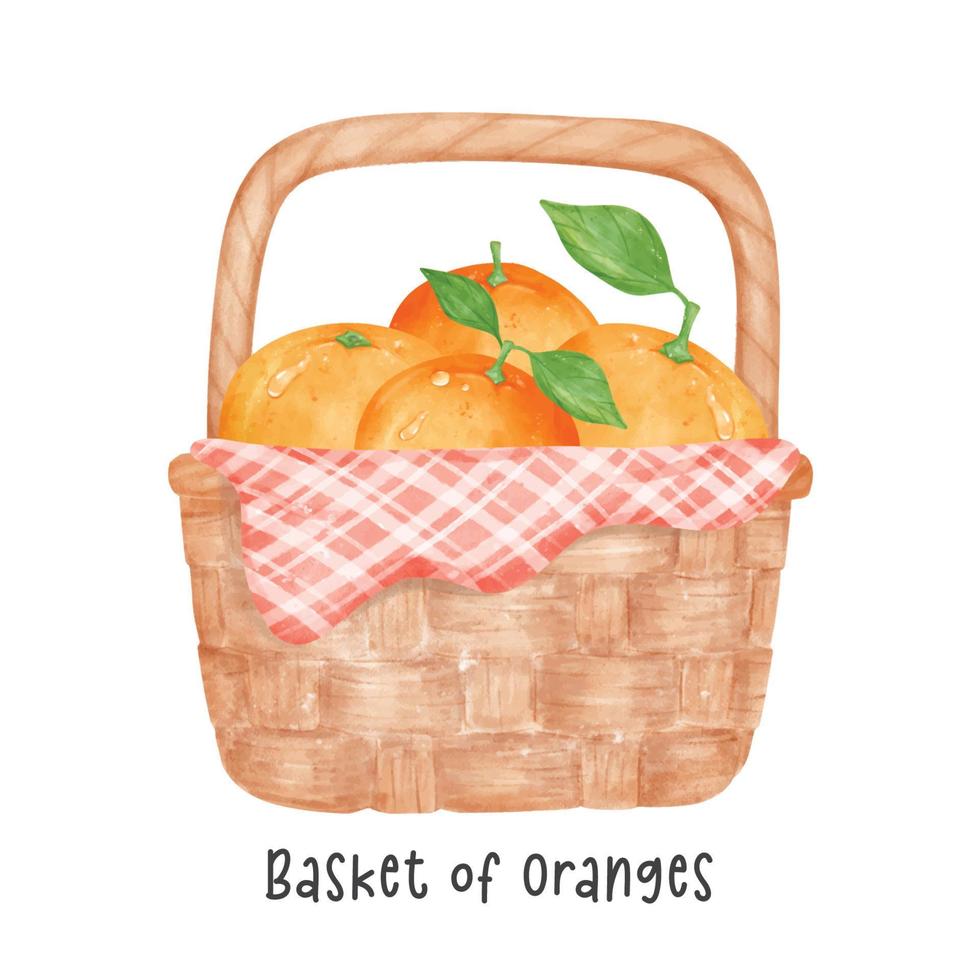 group of orange fruits watercolour in wooden vintage wicker basket, vector cartoon hand painted illustration isolated on white background.