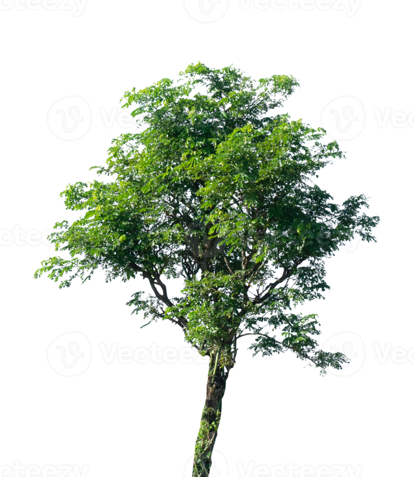 Single tree isolated. Forest and garden element png