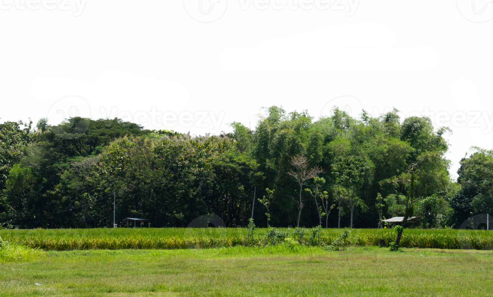 Landscape of forest tree cut out isolated png