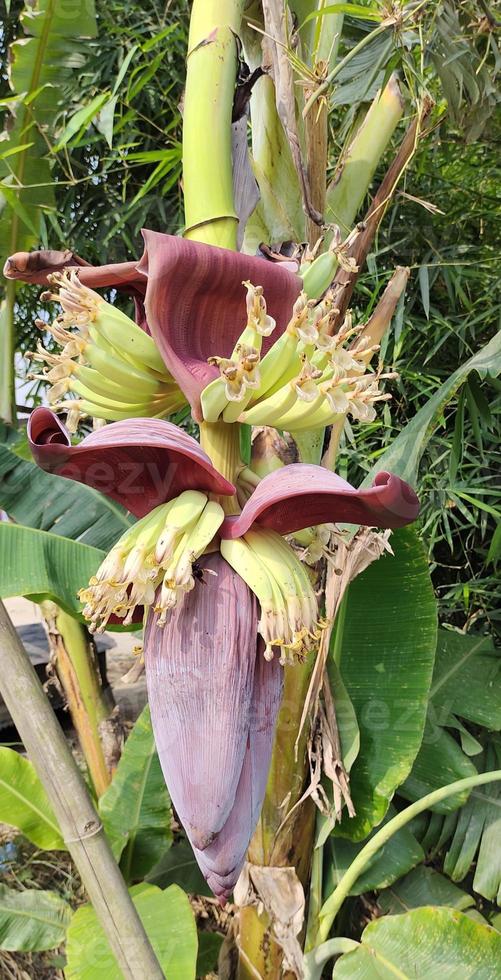 A banana tree with a purple flower that says banana on it. photo