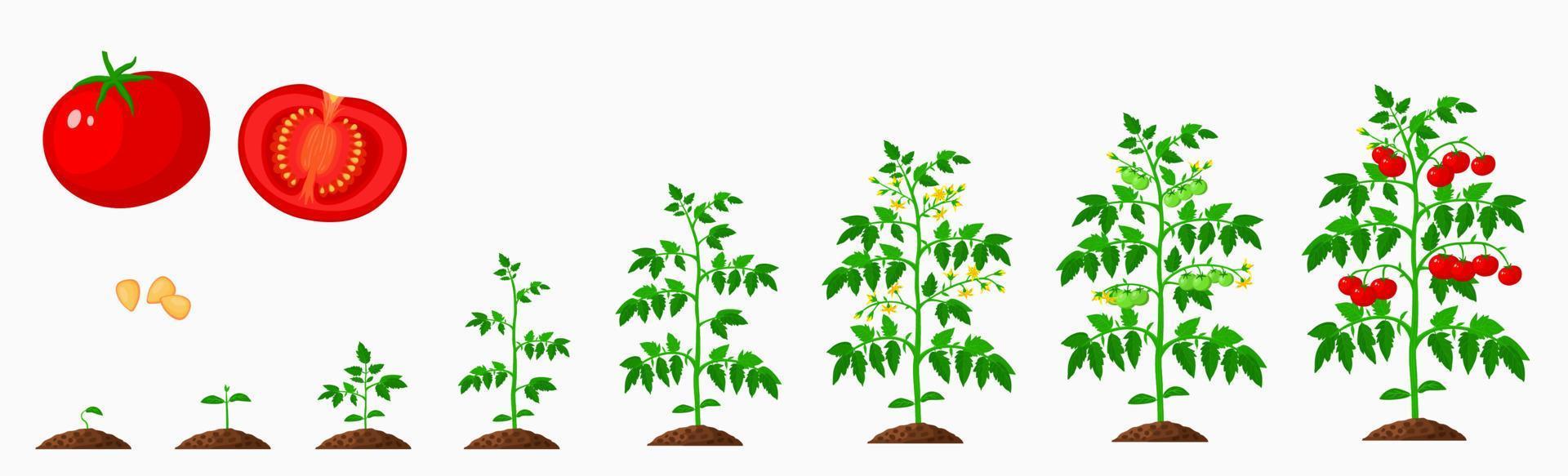 tomate crecimiento etapas, vegetal planta vida ciclo vector