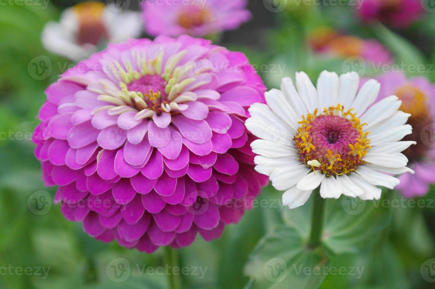 Blooming pink and white zinnia flower on a green background on a summer day macro photography photo