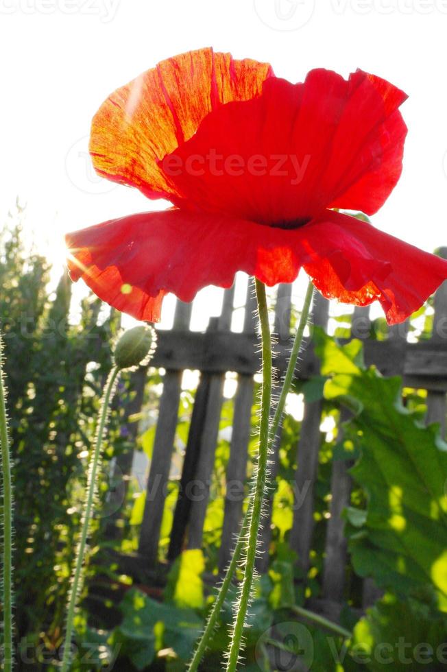 Close up of beautiful, red, blooming poppies in a natural field photo