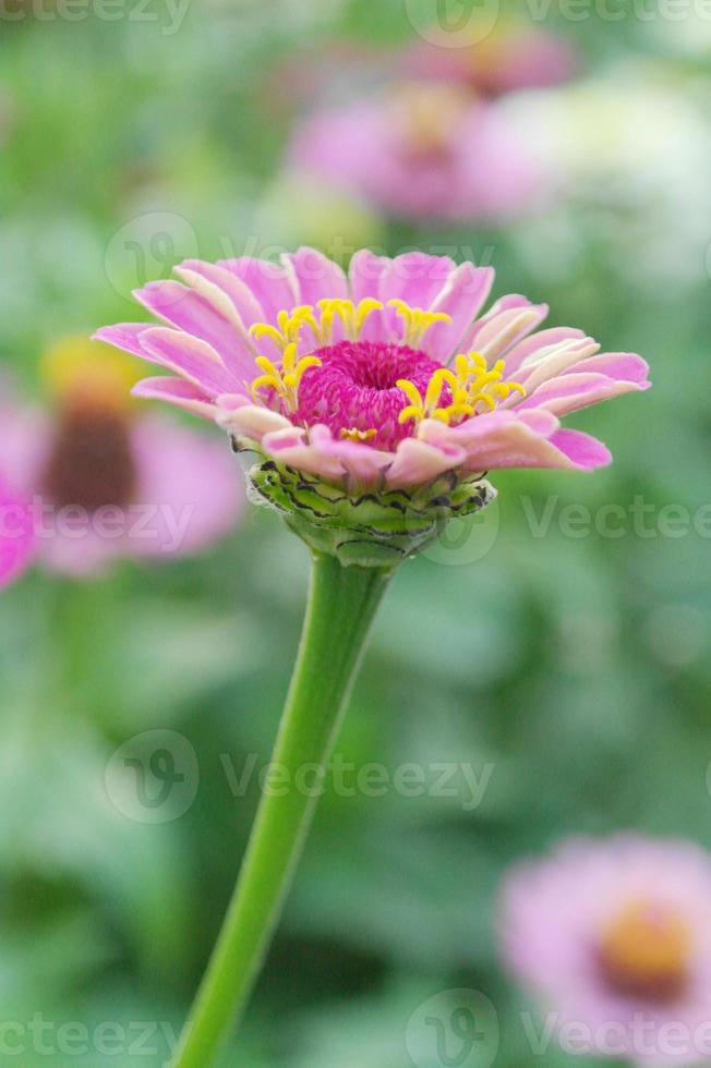 Blooming pink zinnia flower on a green background on a summer day macro photography photo