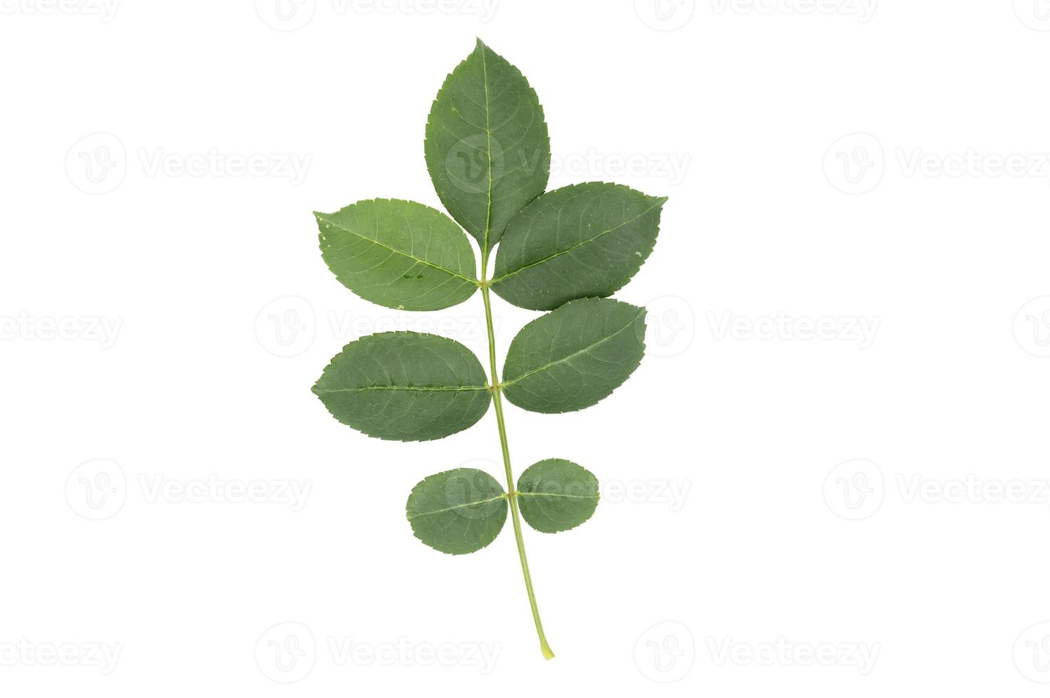 Green leaves on white background photo