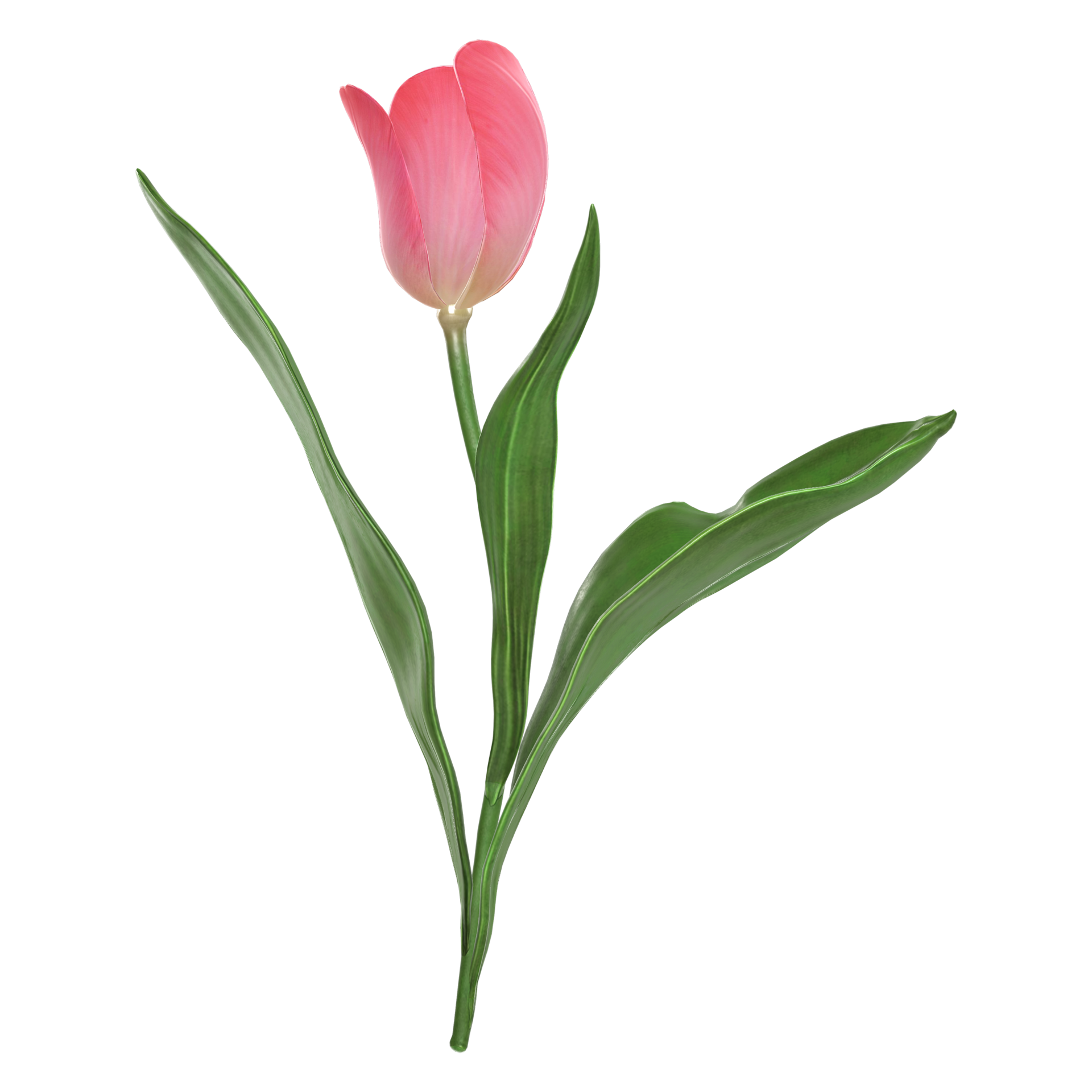 Free A red tulip flower with a green leaf on it isolated on transparent ...