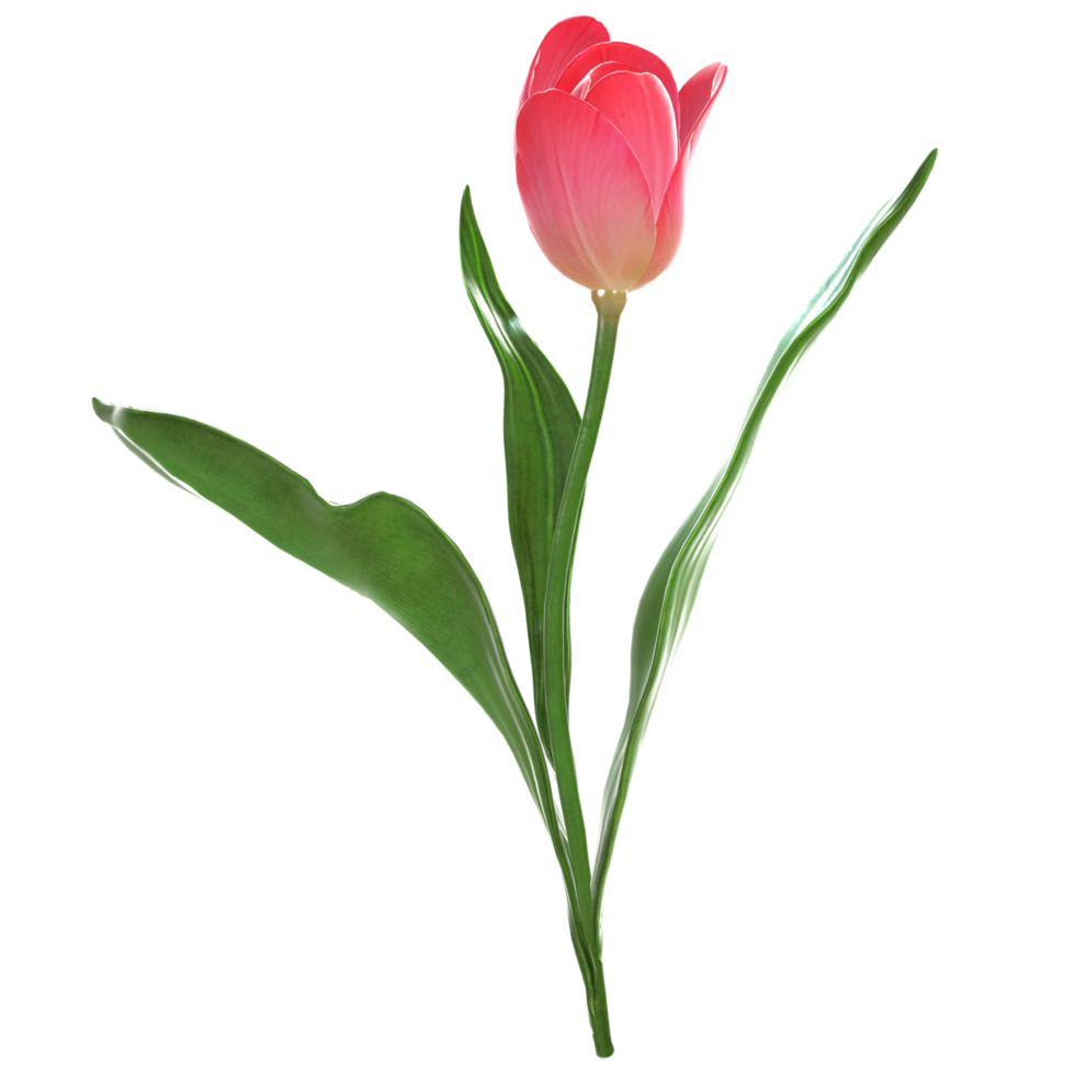 Free A red tulip flower with a green leaf on it isolated on transparent ...