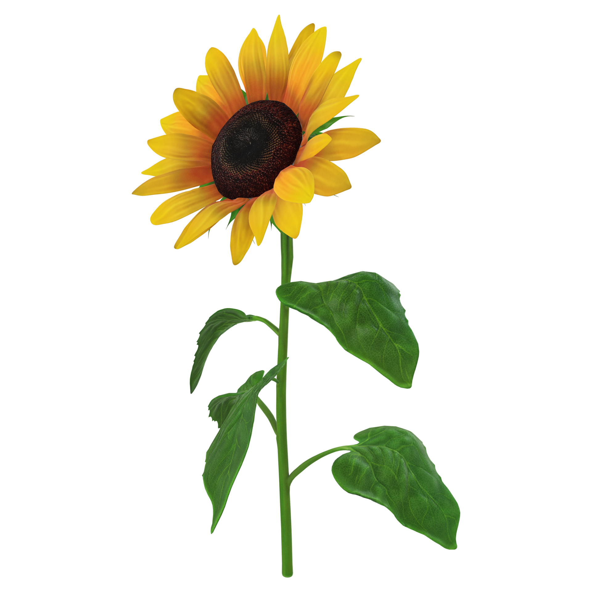 Sunflower Transparent Background In Illustrator Svg E vrogue.co