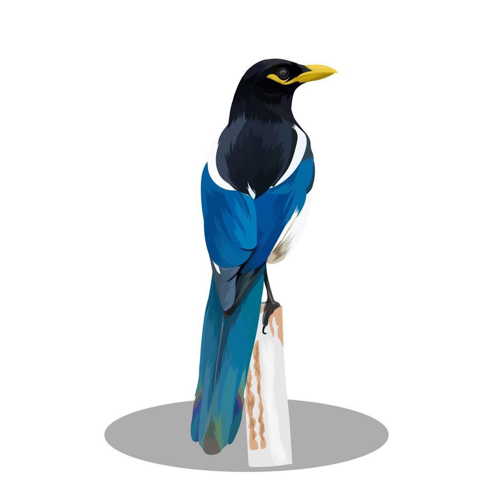 yellow billed magpie vector