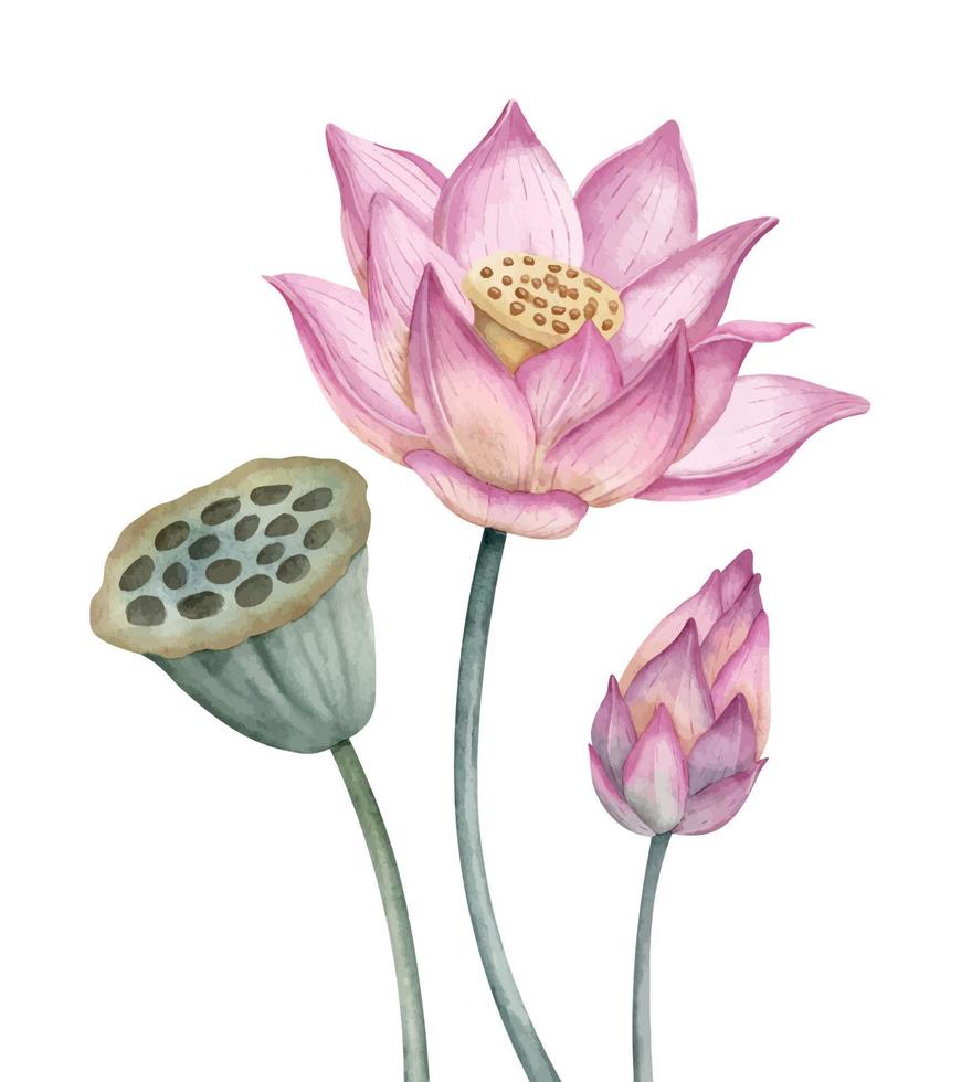 Pink Lotus Flower. Watercolor hand drawn illustration of water lily on isolated background. Botanical drawing of Waterlily for wedding invitations or spa design in Zen style. Blooming Asian plant vector