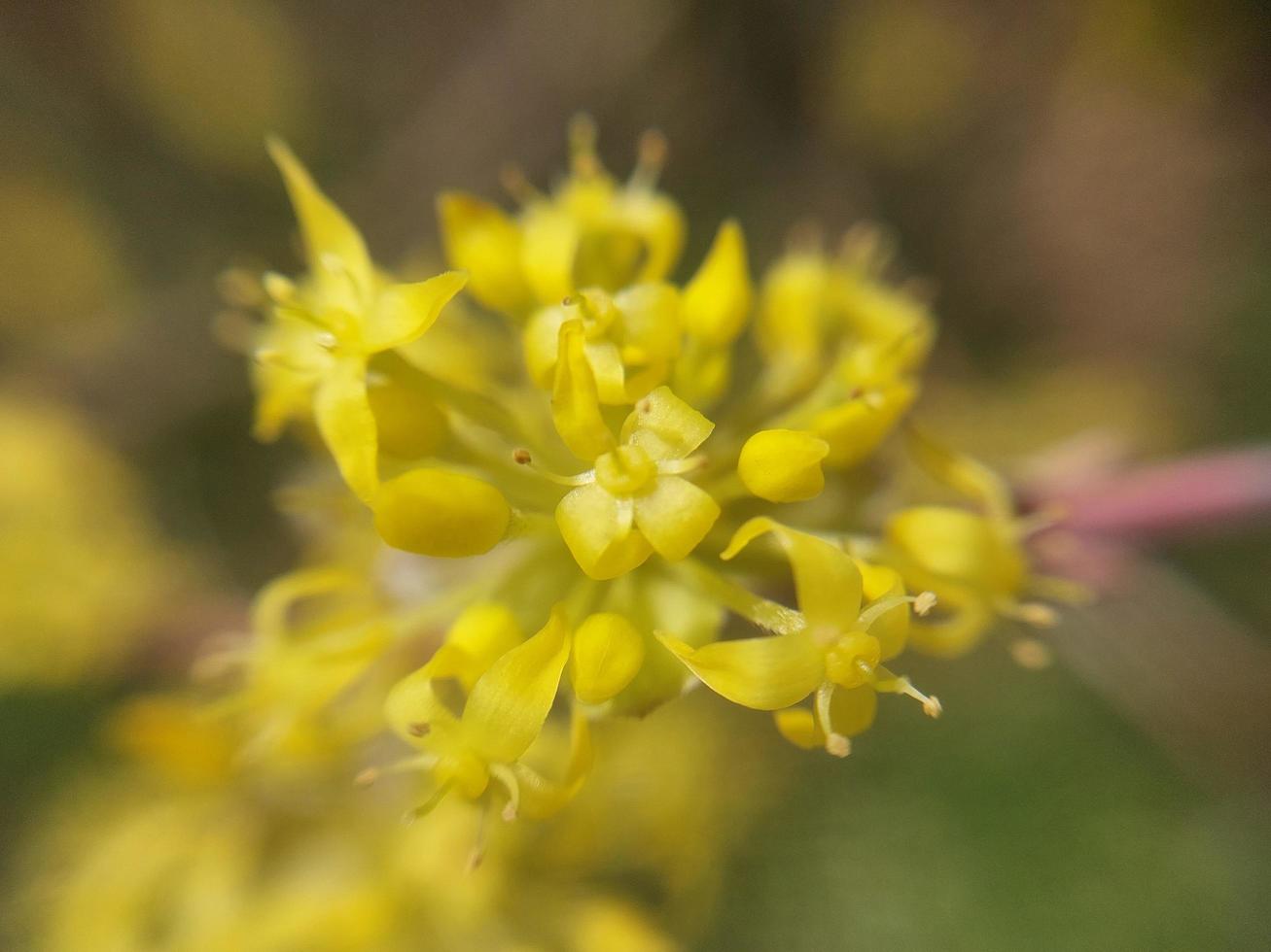 Young flowers sprout in spring photo