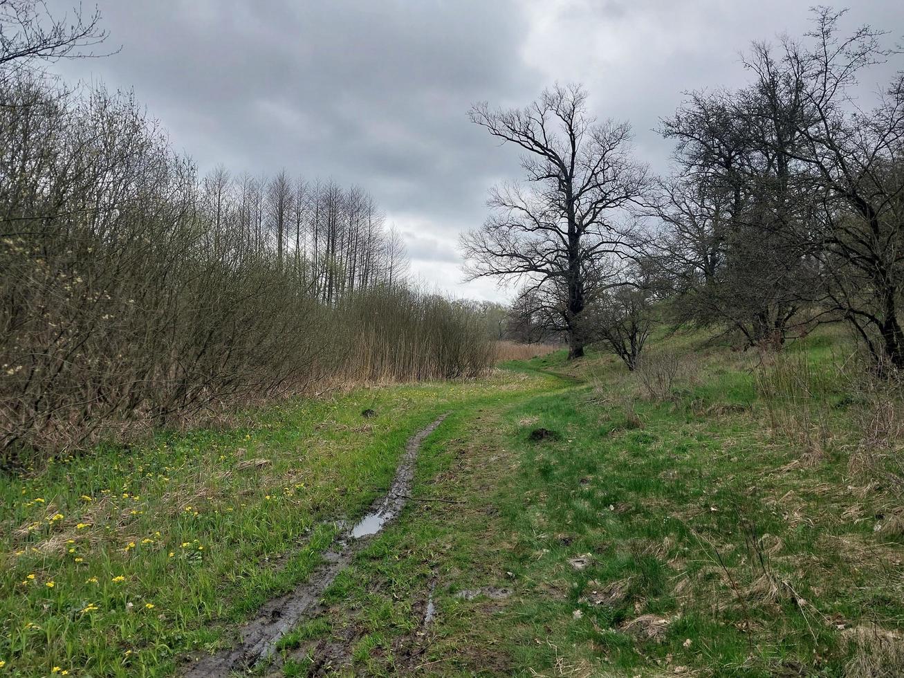 joven bosque crece después el lluvia foto