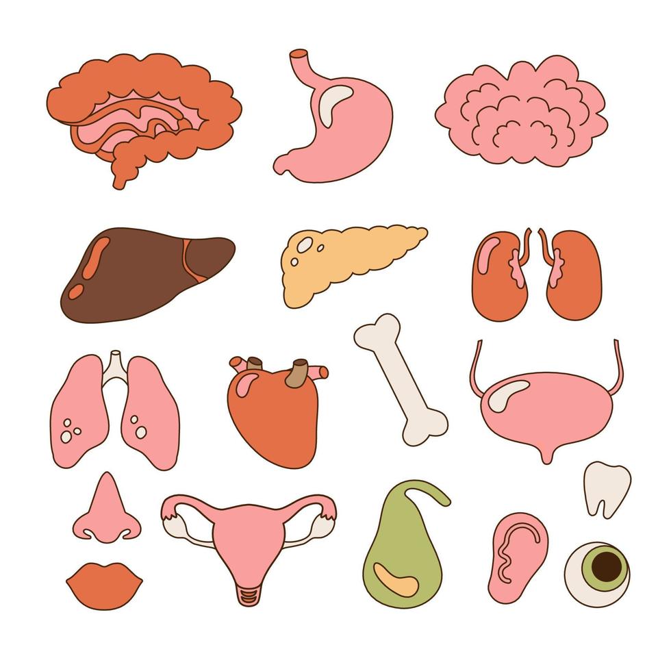 Set of human internal organs - brain, heart, liver, kidneys, uterus, eye, bone etc. Contour simple vector illustration.