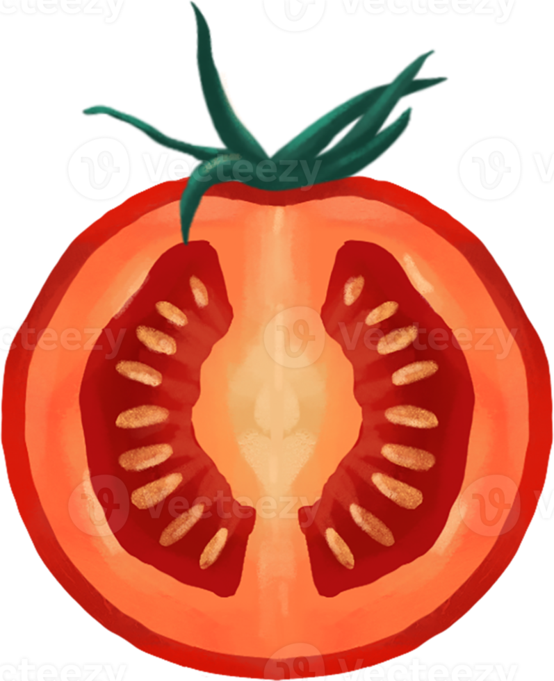 Fresh tomato hand draw clipart png