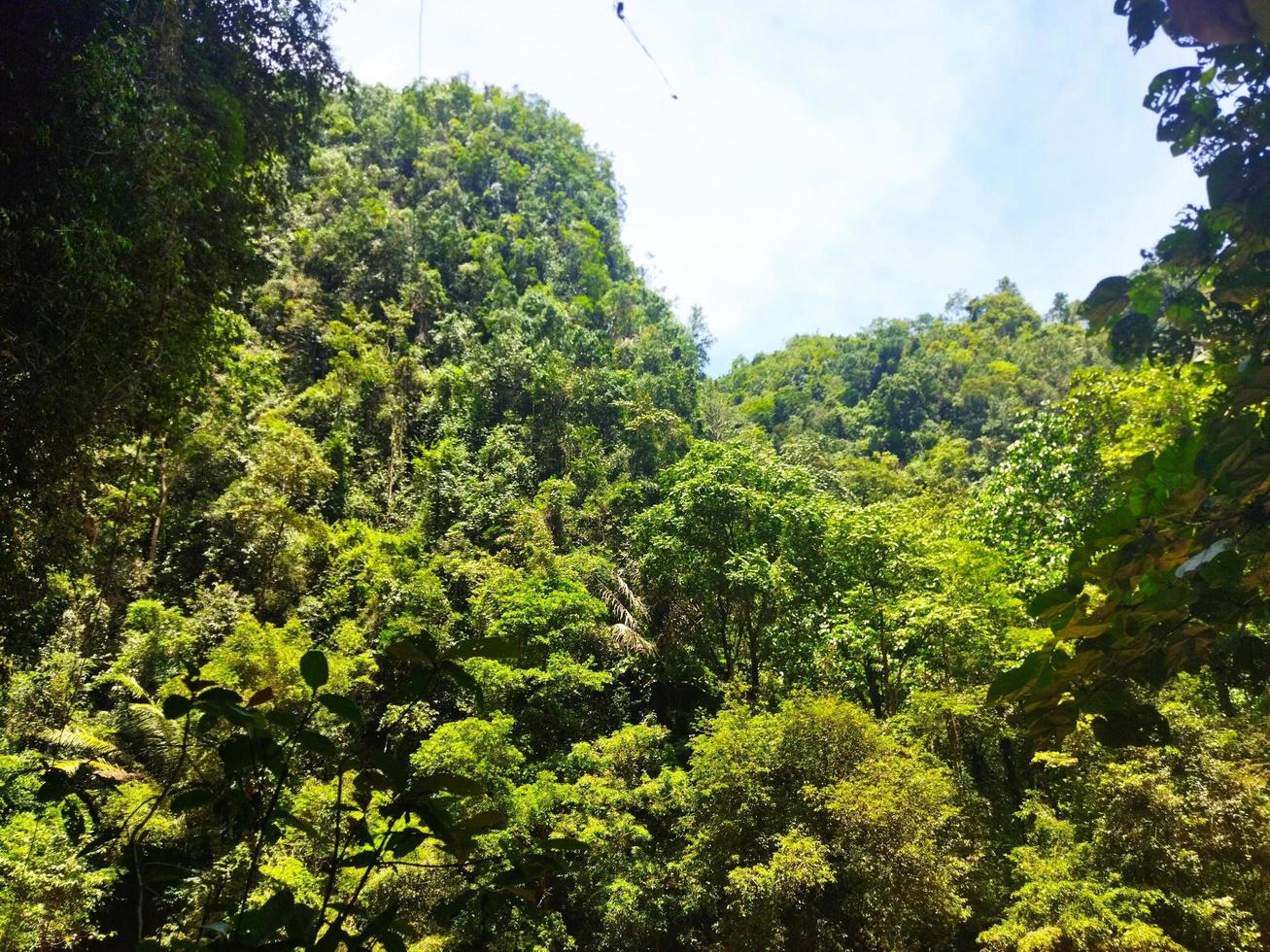Deep rainforest full green trees at tropical place photo