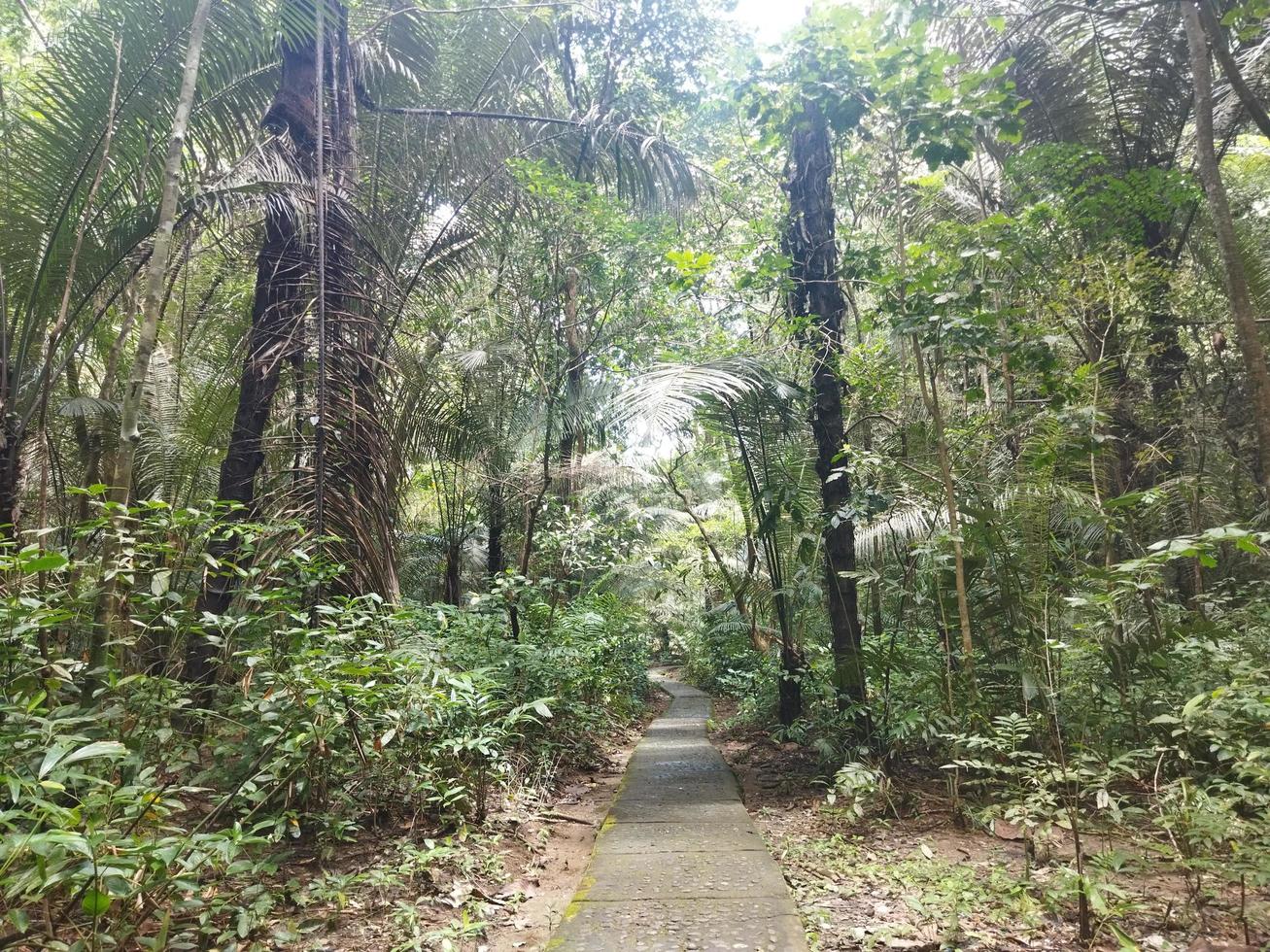 Deep rainforest full green trees at tropical place photo