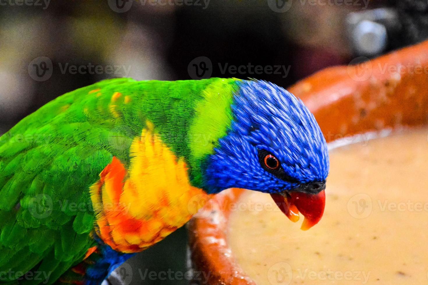 A colorful parrot photo