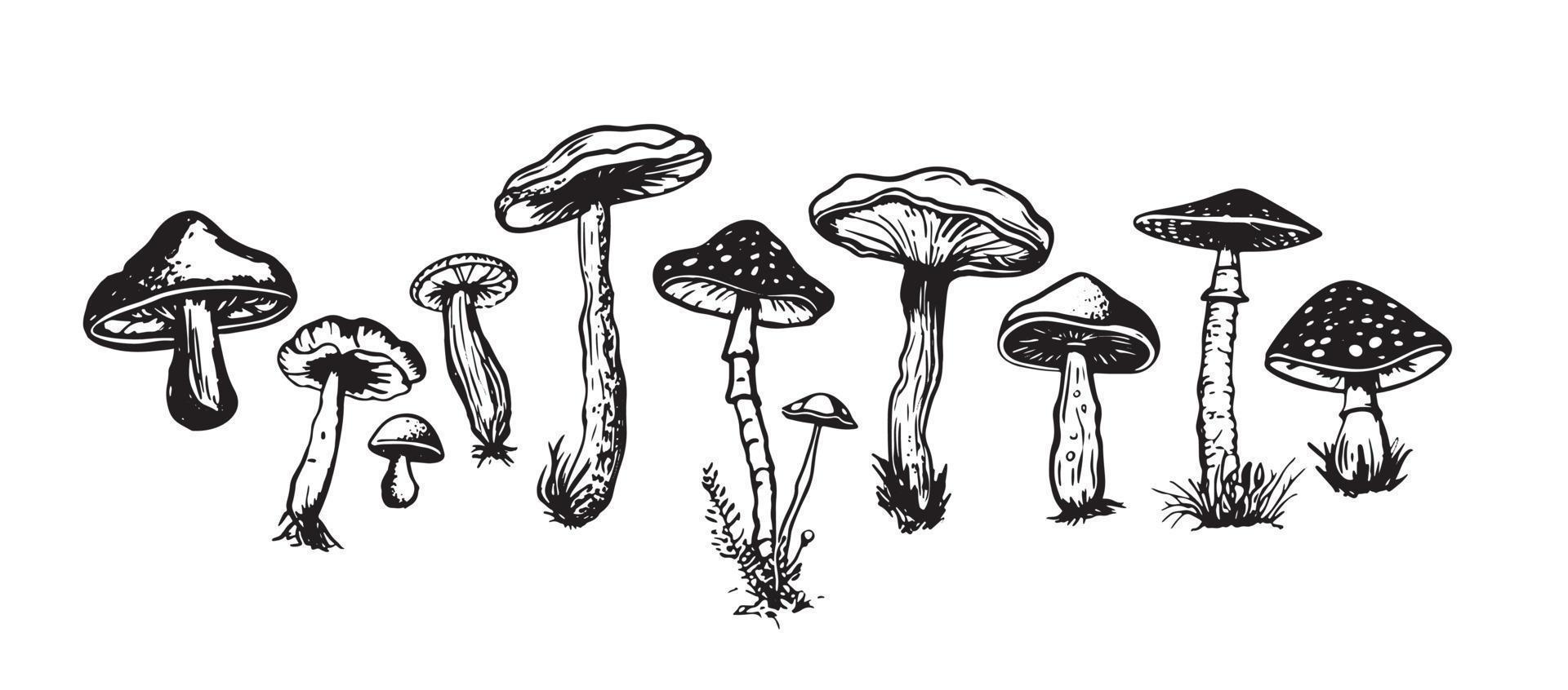 Mushrooms set hand drawn illustrations, vector. vector