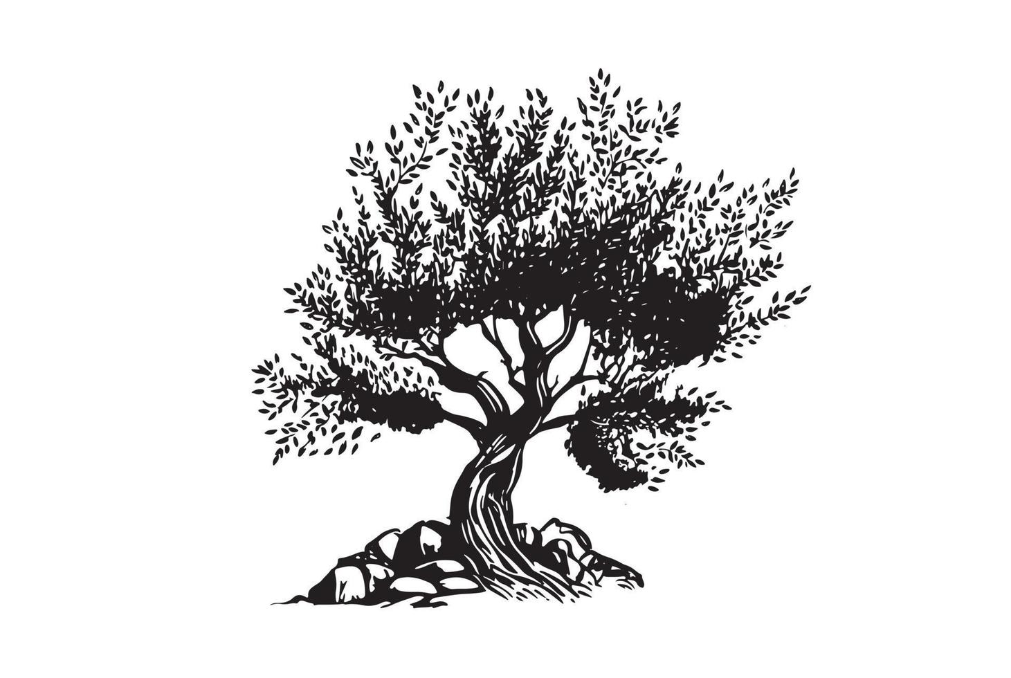 Olive tree hand drawn illustrations, sketch. Vector