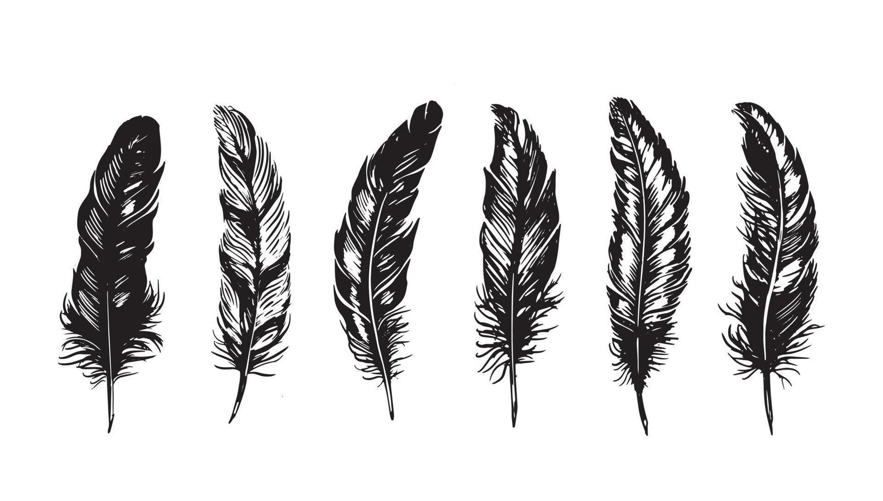 Hand drawn feather on white background vector