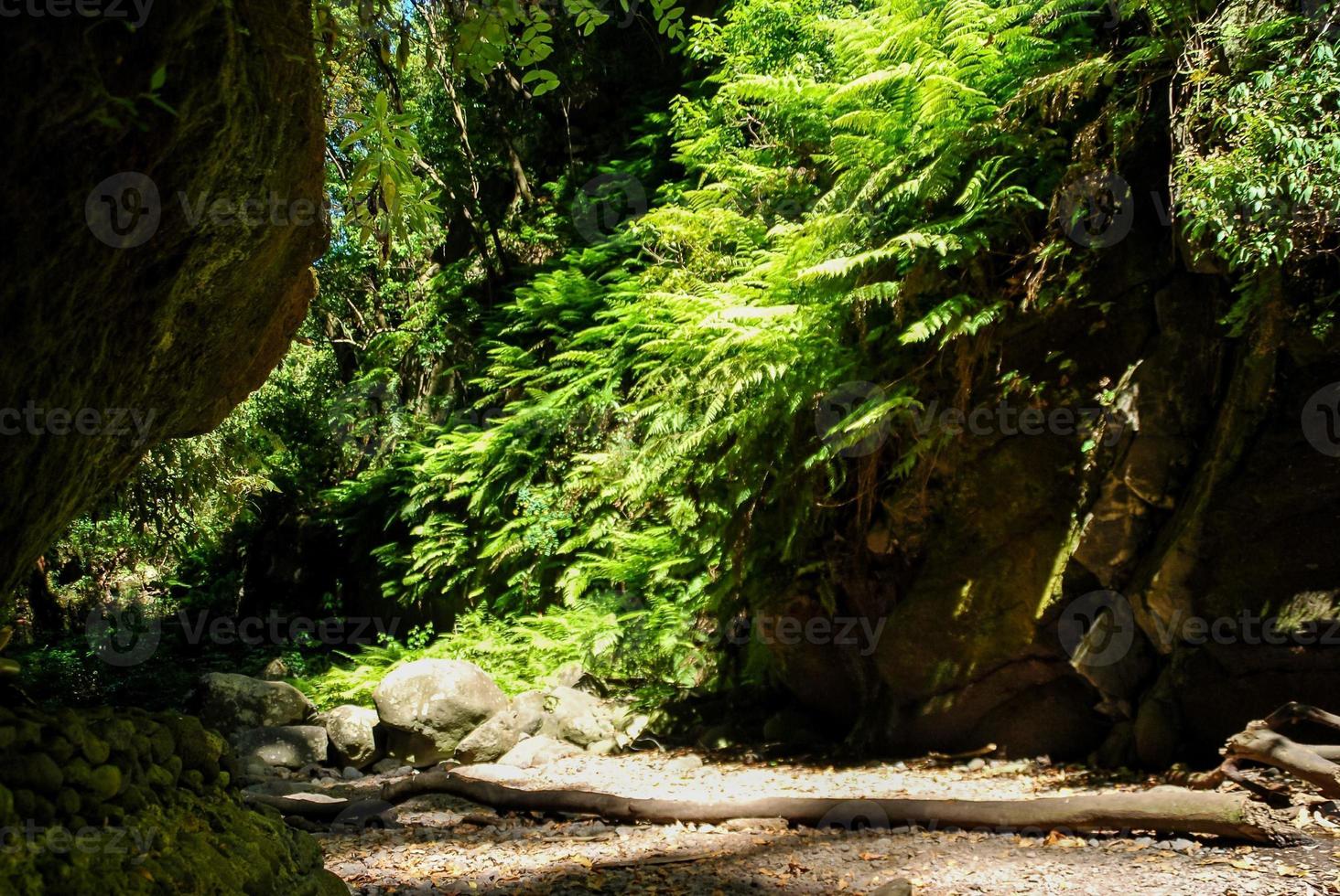 Trees in the forest photo