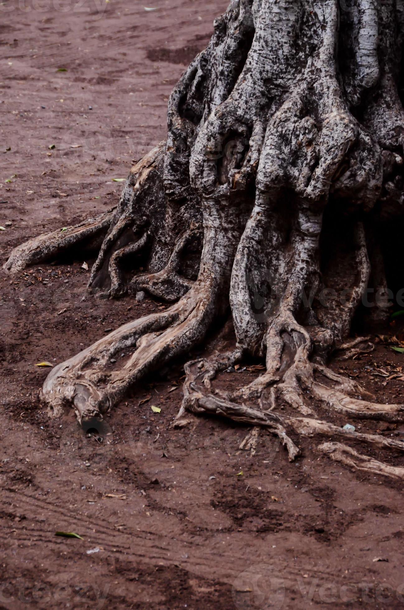 Old Tree Root 23215260 Stock Photo At Vecteezy Old Tree Root 23215260 Stock Photo At Vecteezy