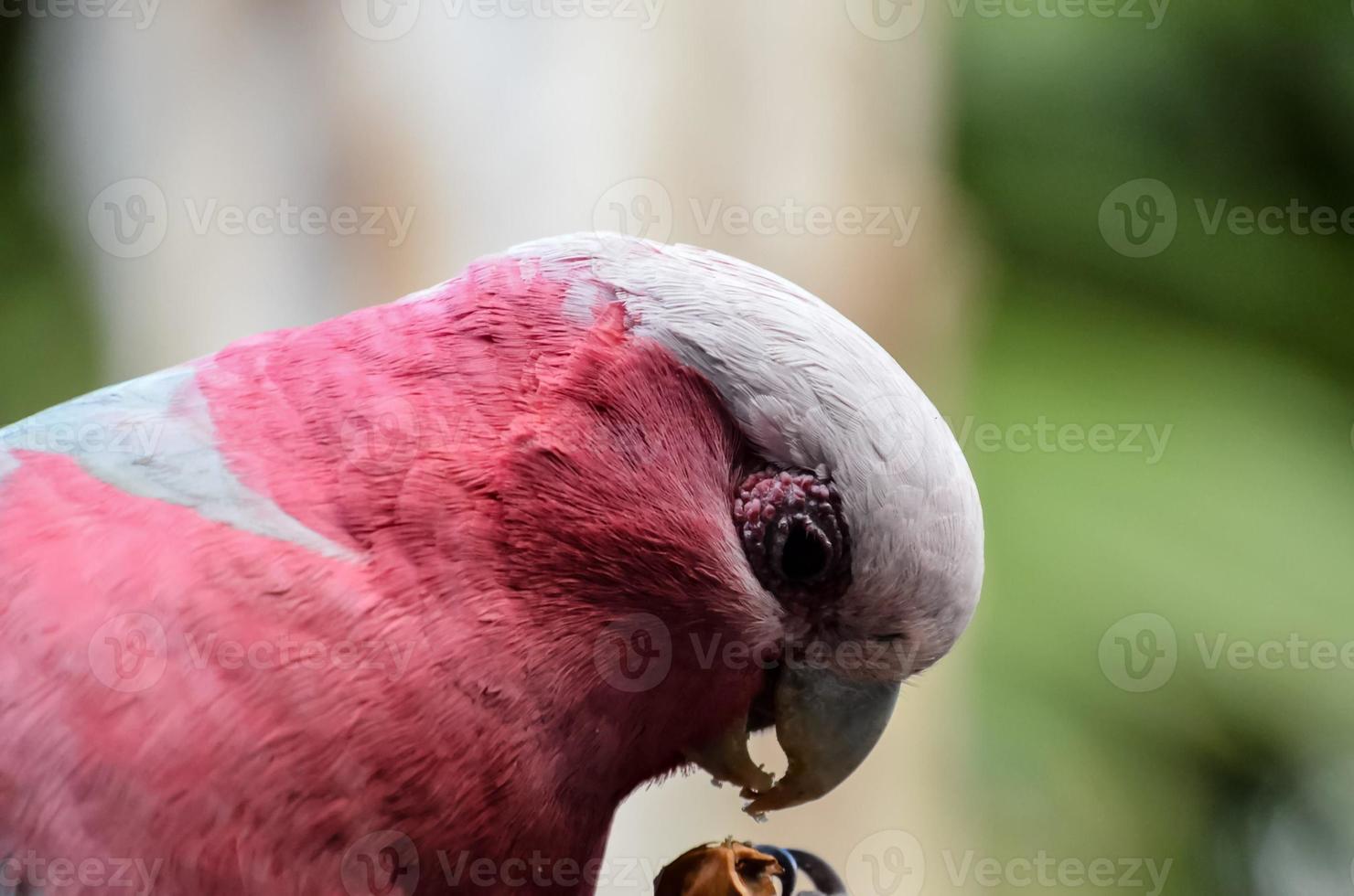A colorful parrot photo