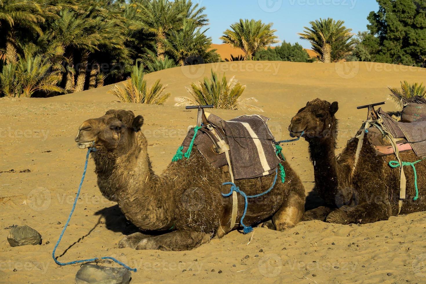 Camels in the desert photo