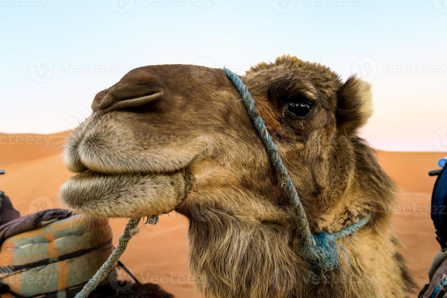 Camels in the desert photo