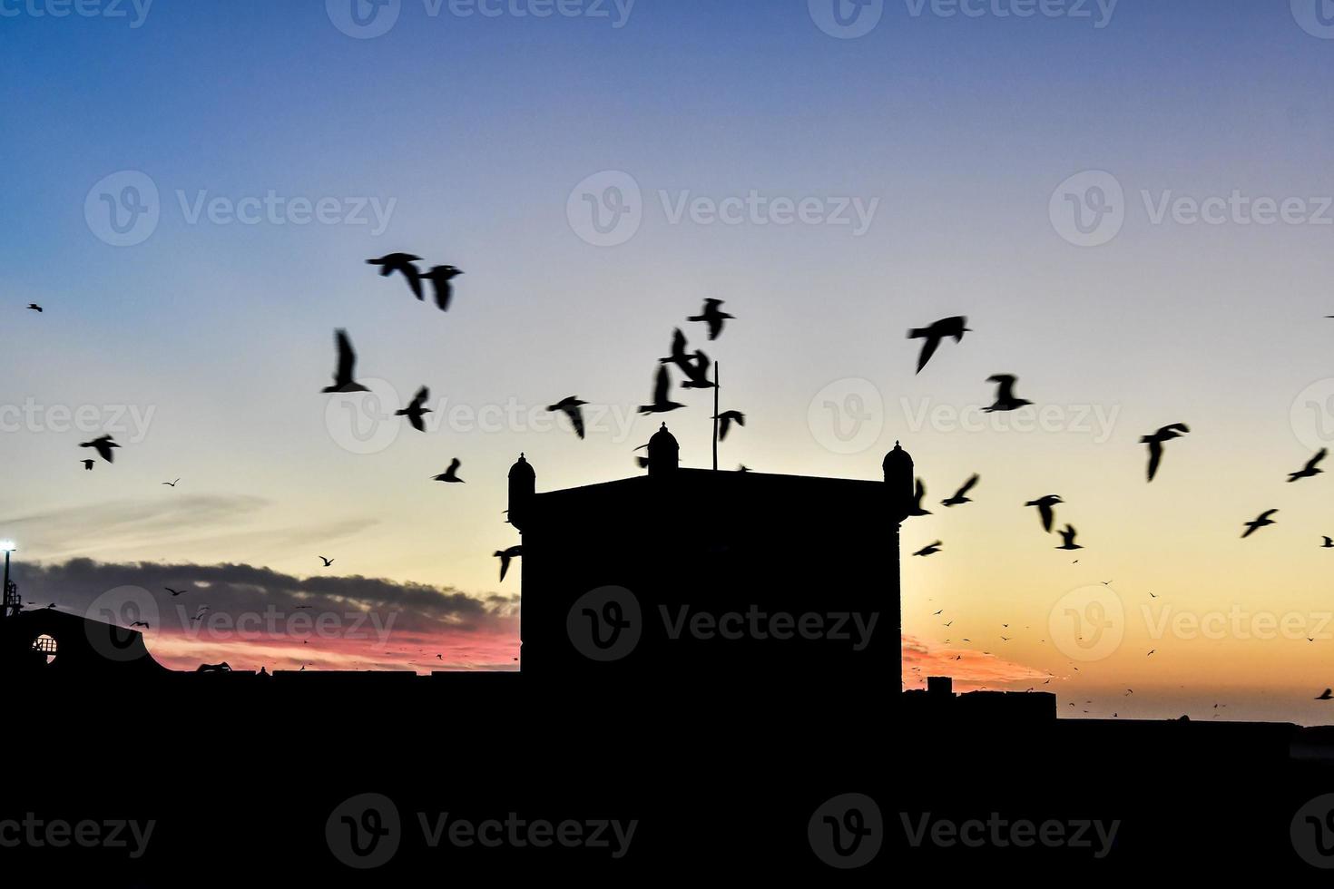 Background with birds photo