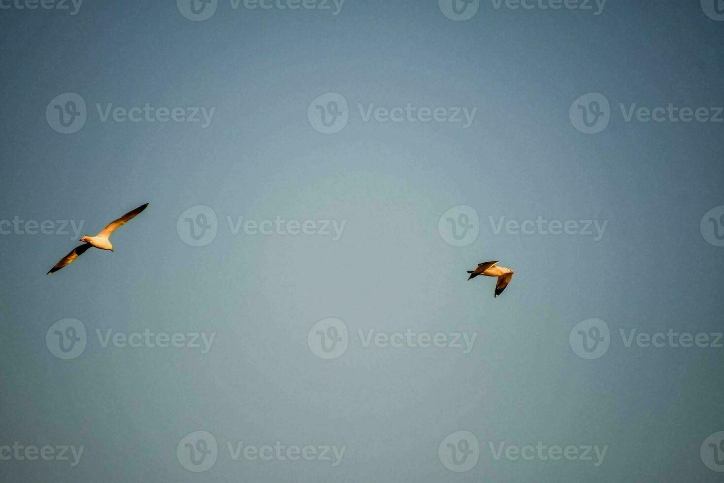 Sky with birds photo