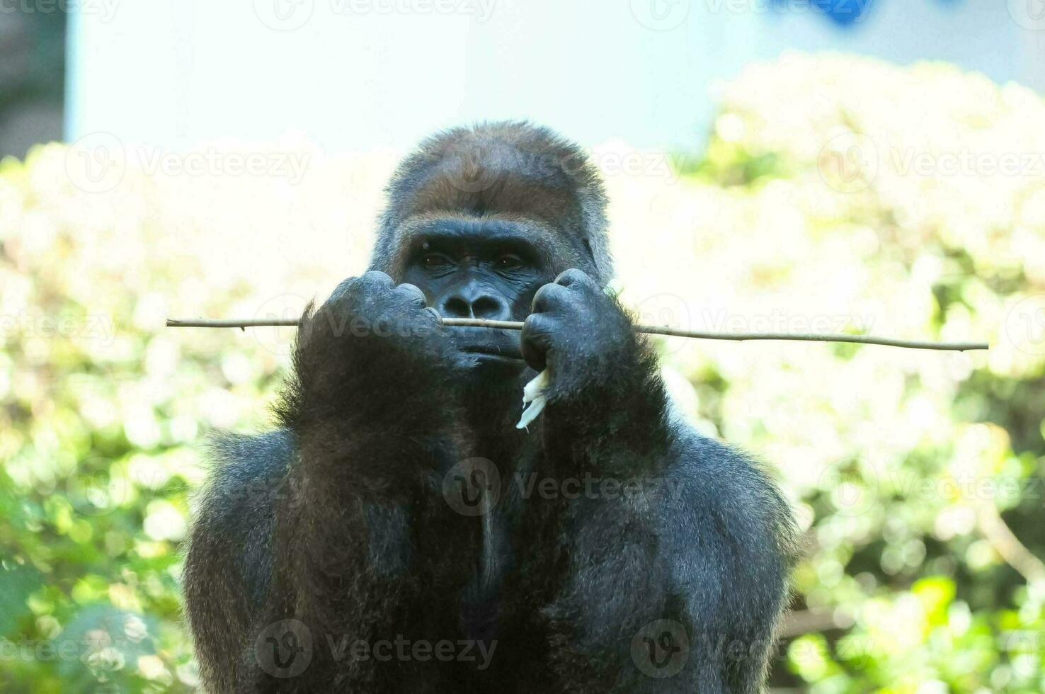 Strong Adult Black Gorilla photo