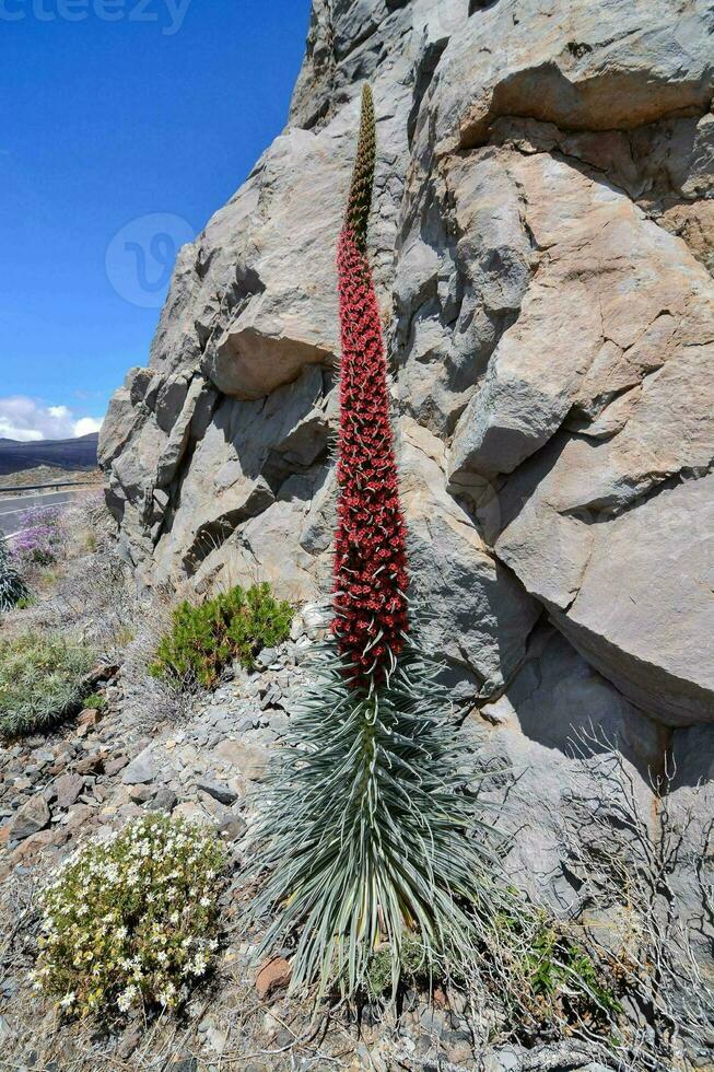 un flor antecedentes foto