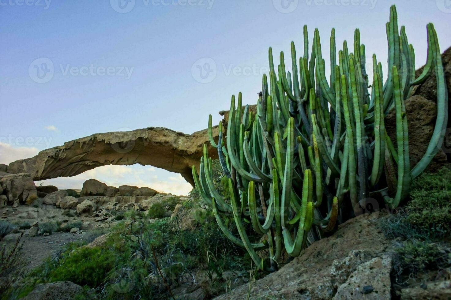 Background with cacti photo